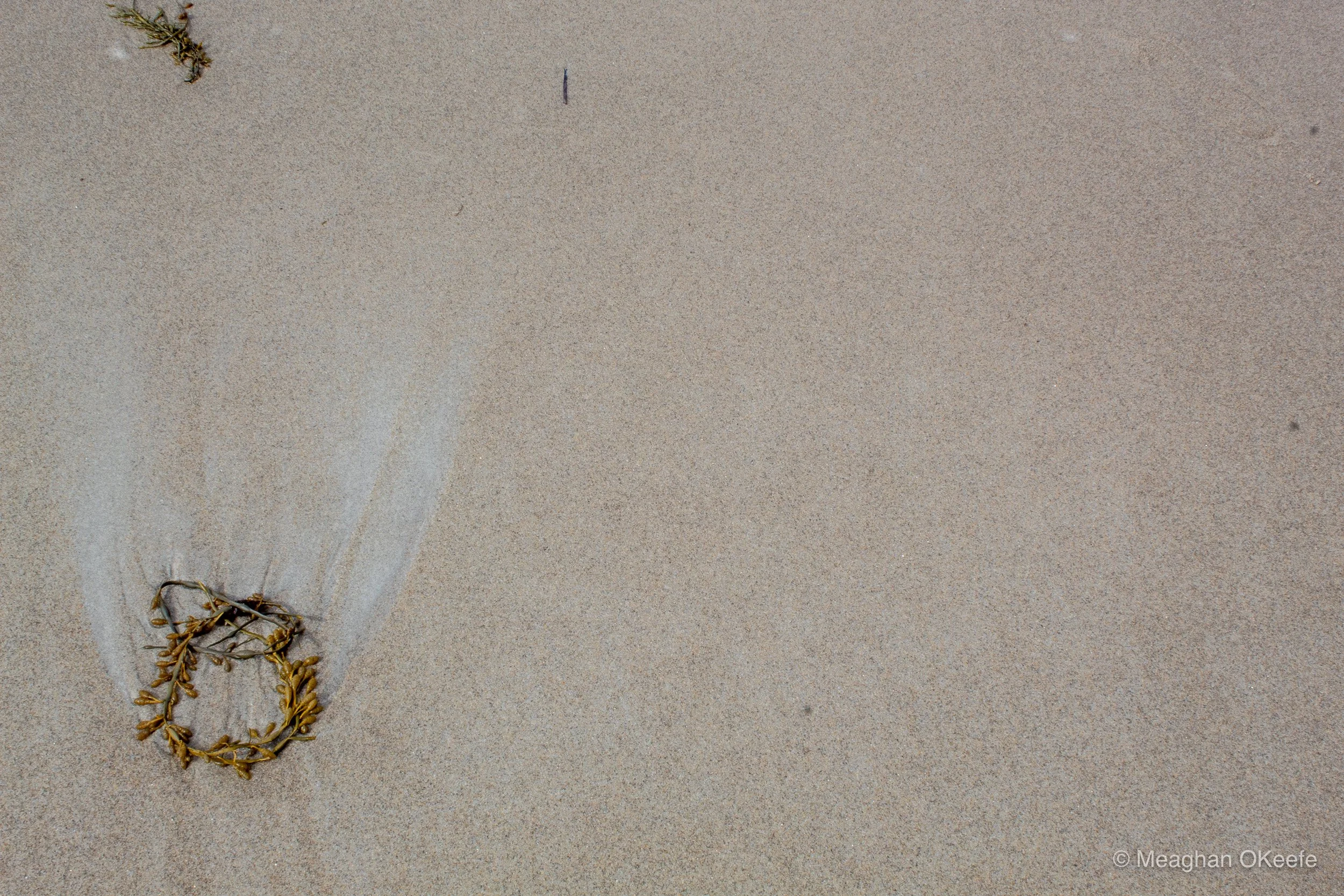 Seaweed_20250510_MOKeefe_00042.jpg