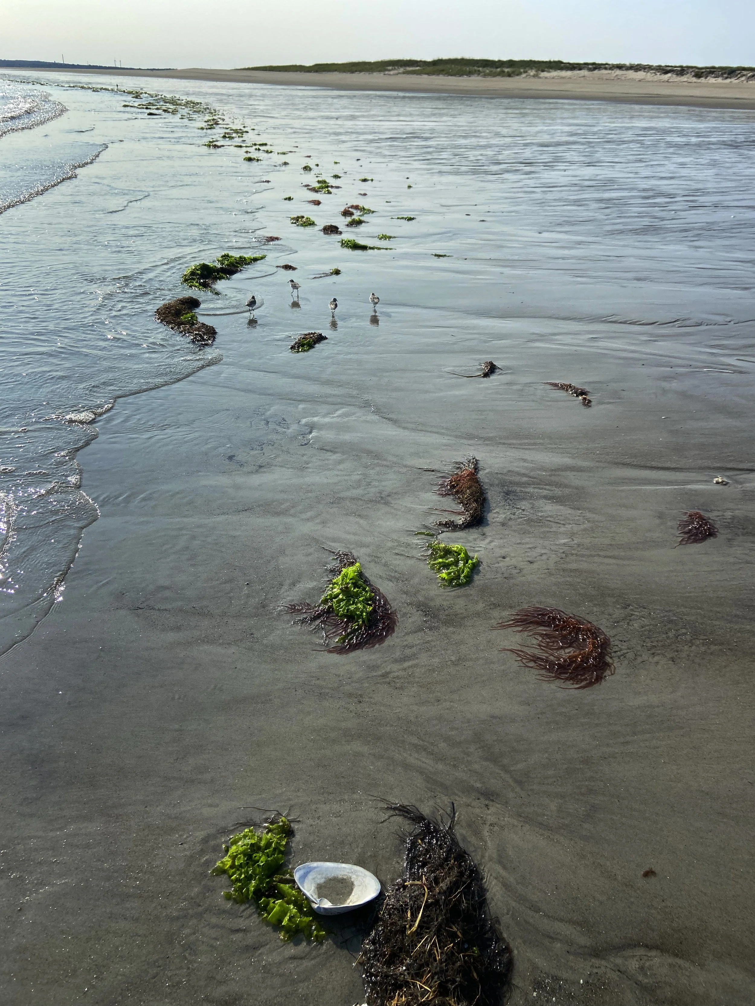 Seaweed_7268.jpg