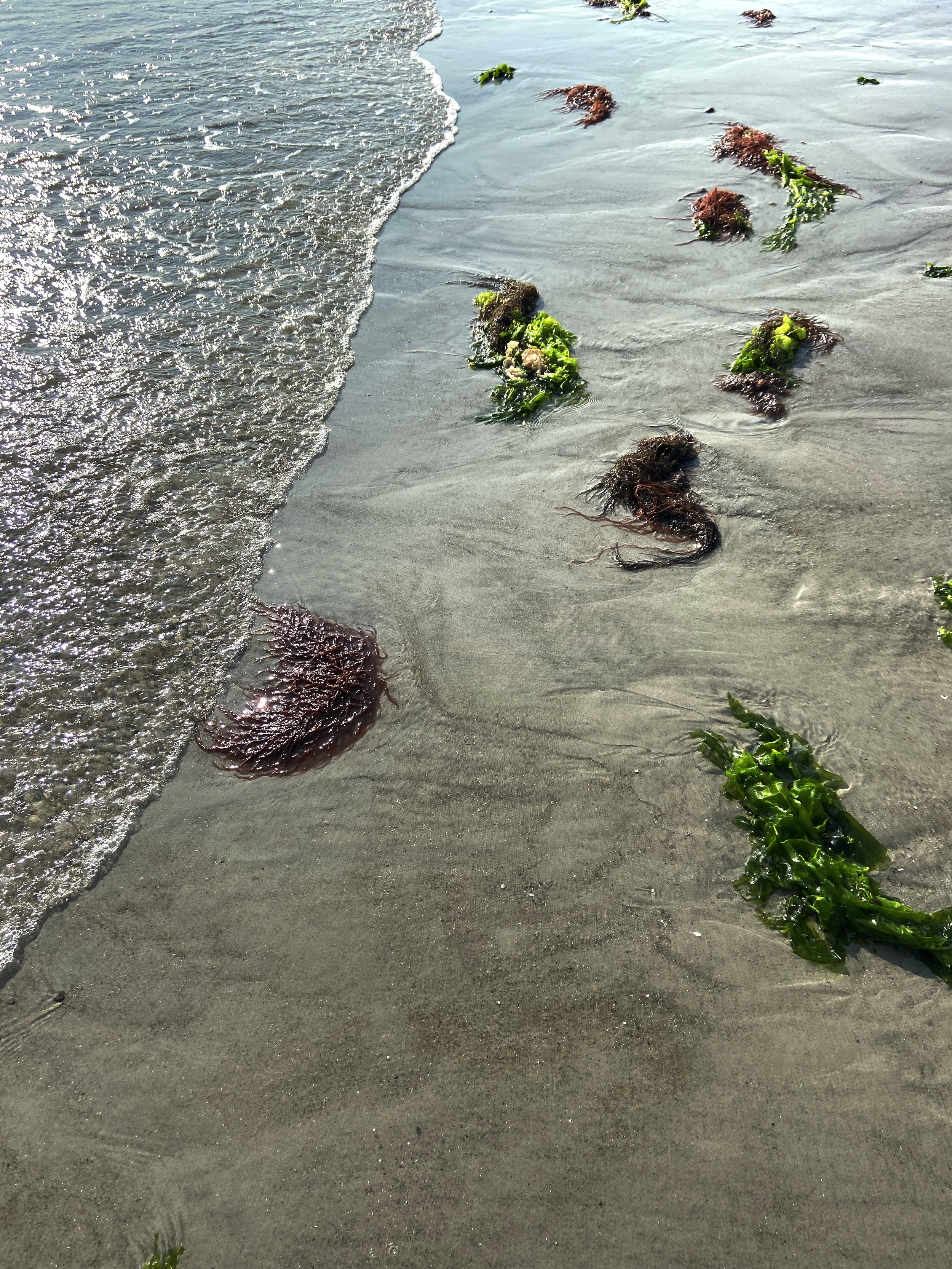 Seaweed_7269.jpg