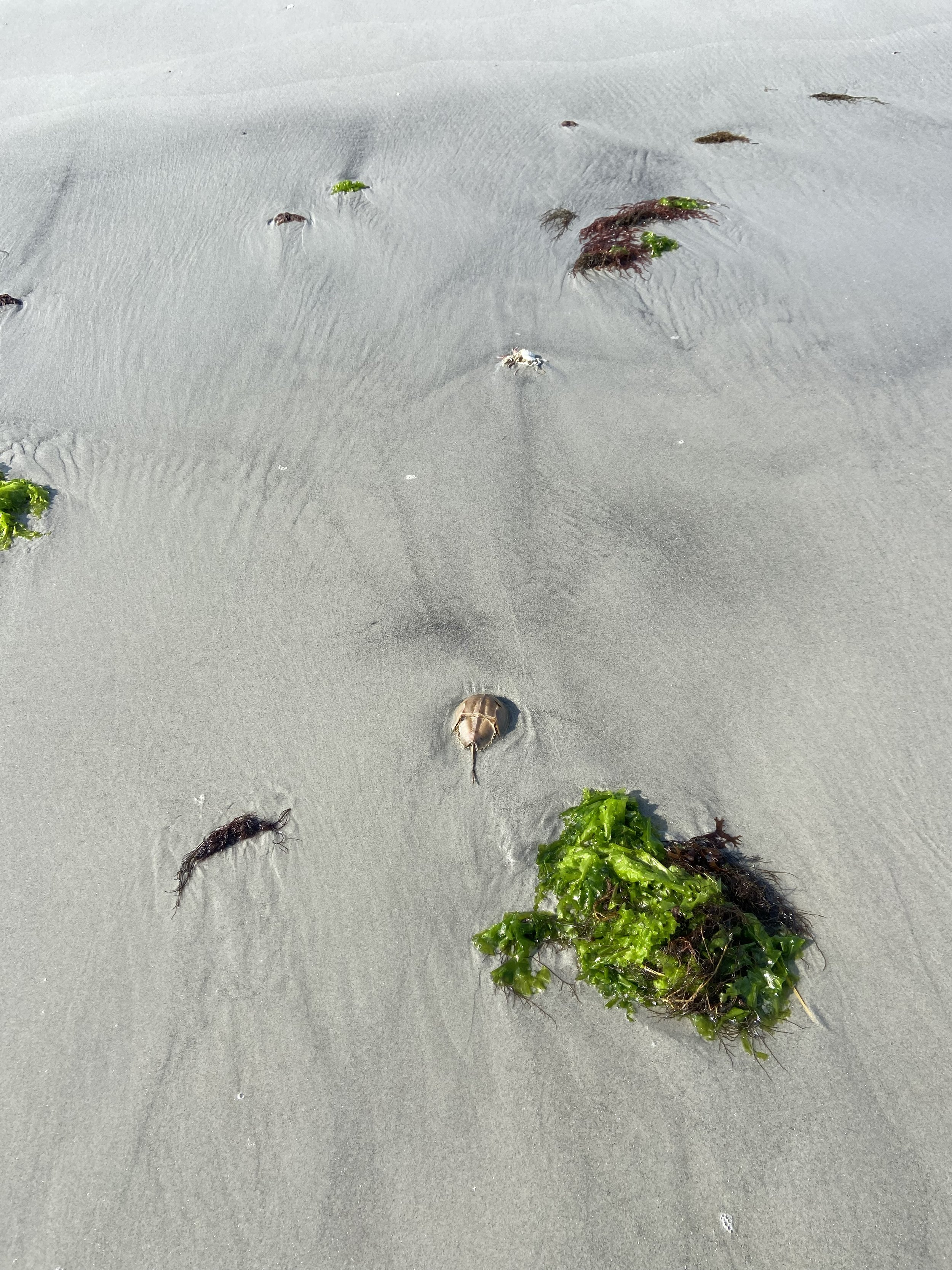 Seaweed_7282.jpg