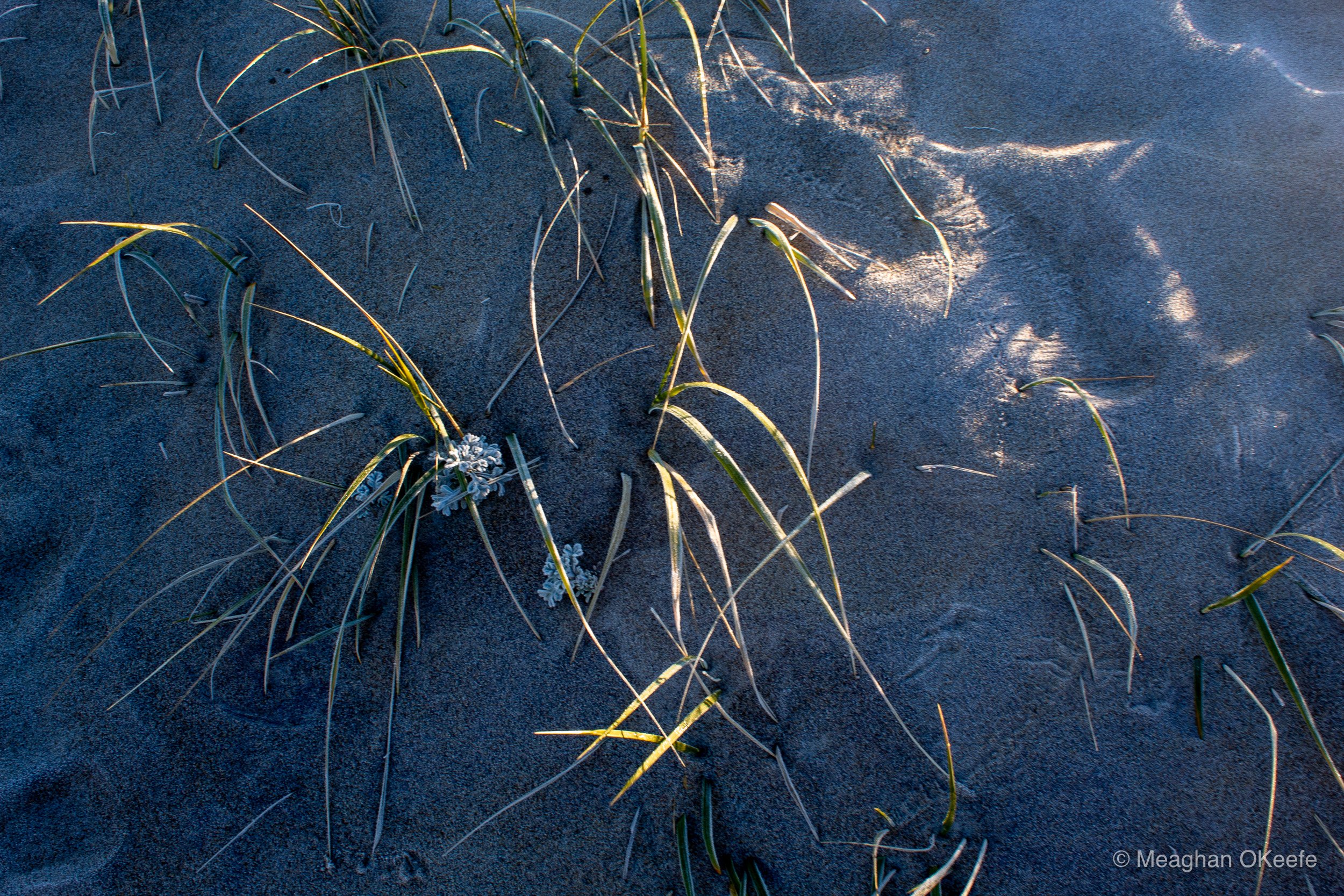 November Observations_20251121_MOKeefe_00006.jpg