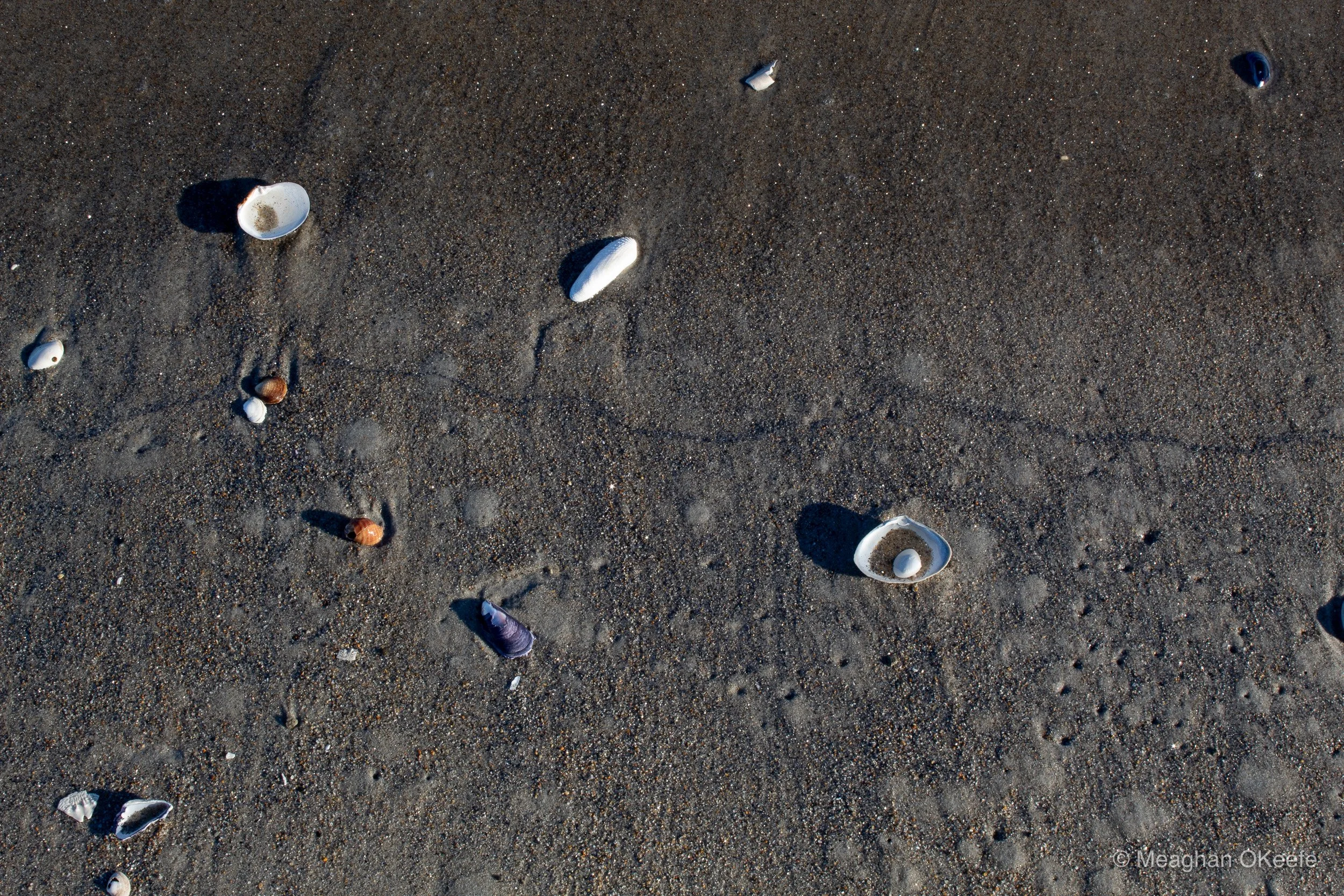 November Observations_20251121_MOKeefe_00021.jpg
