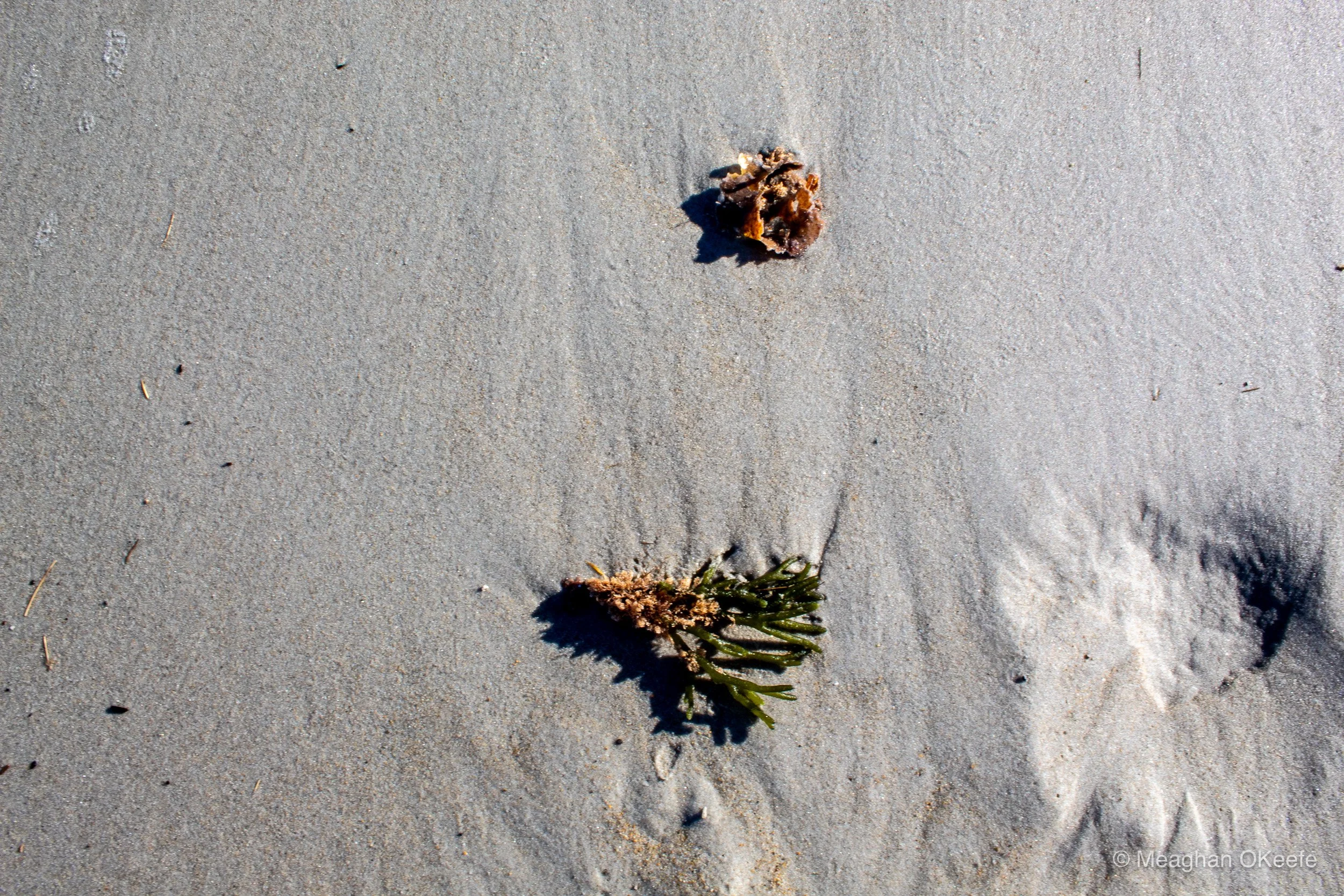 Crane Beach_October_20251009_MOKeefe_00012.jpg
