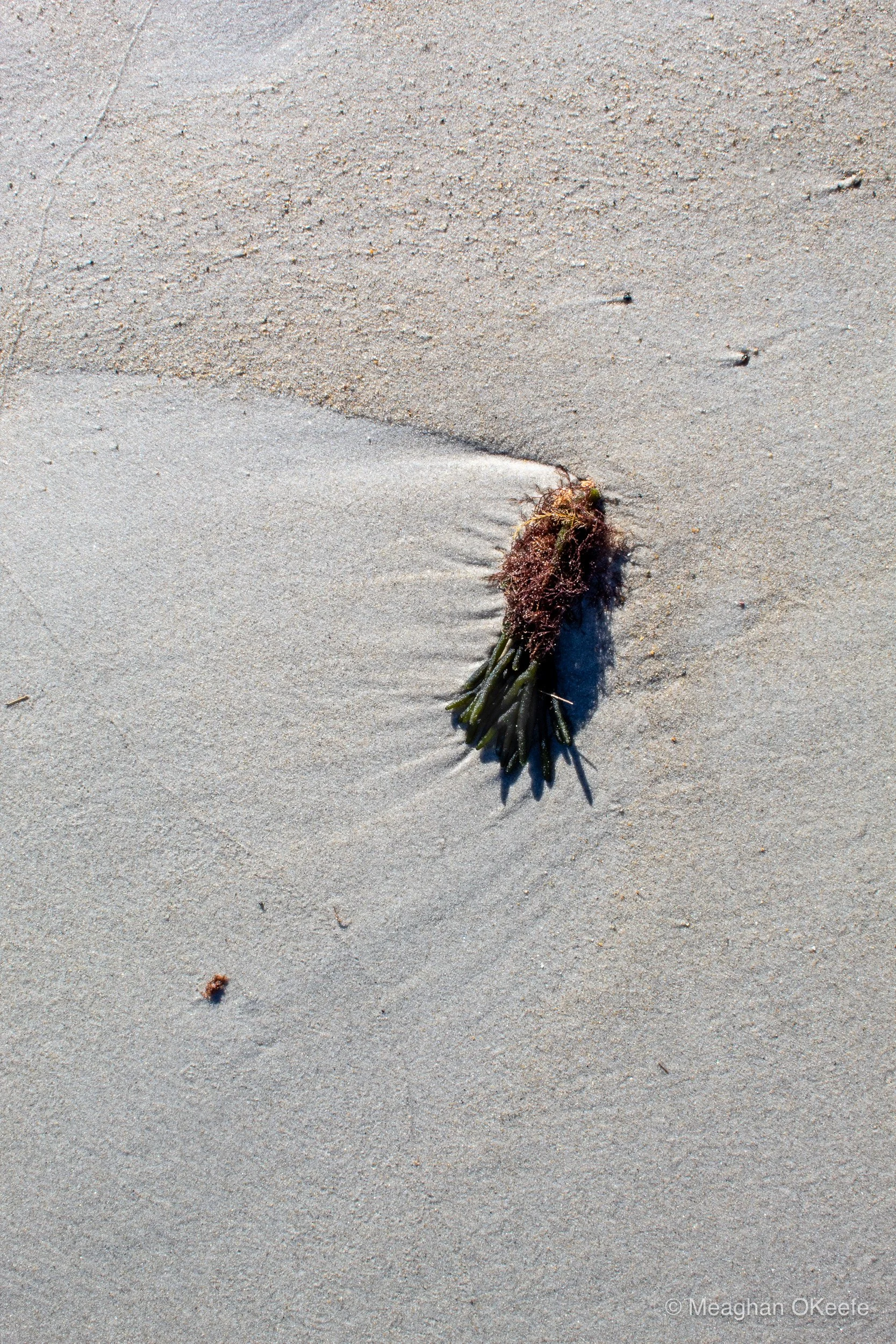 Crane Beach_October_20251009_MOKeefe_00013.jpg