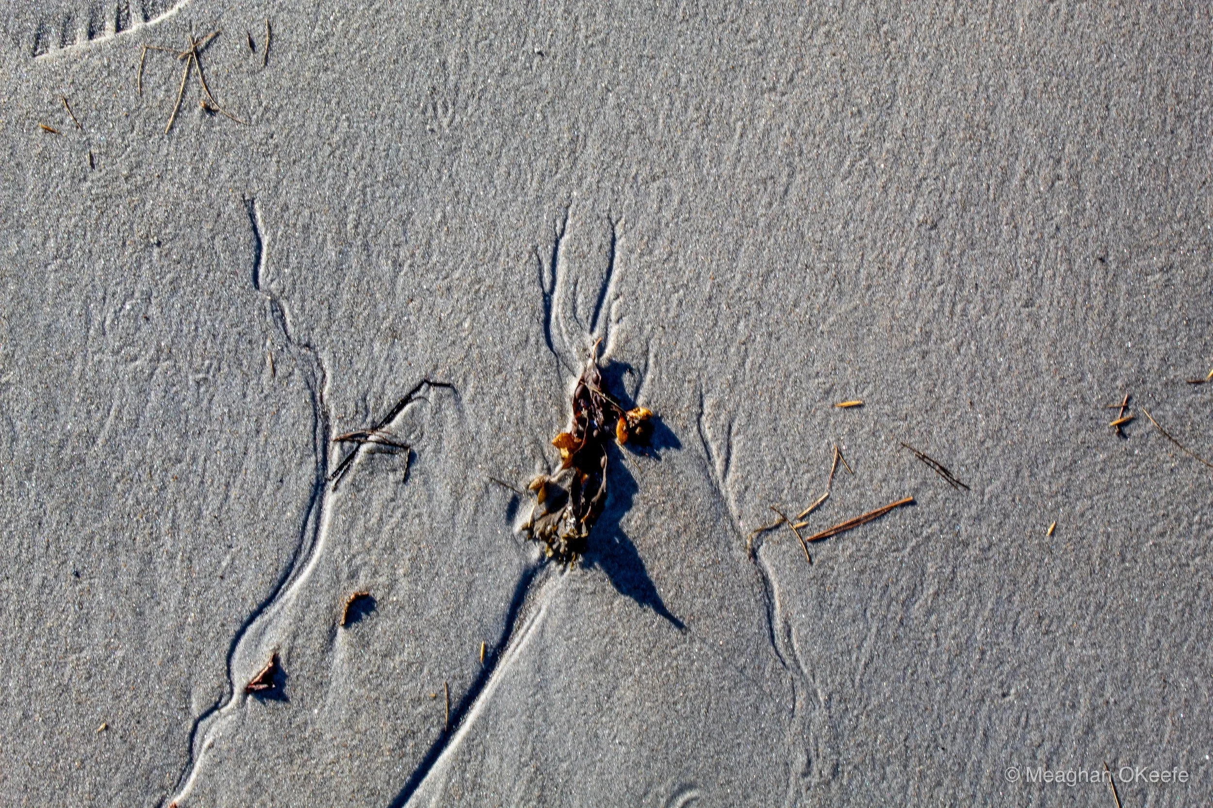 Crane Beach_October_20251009_MOKeefe_00023.jpg