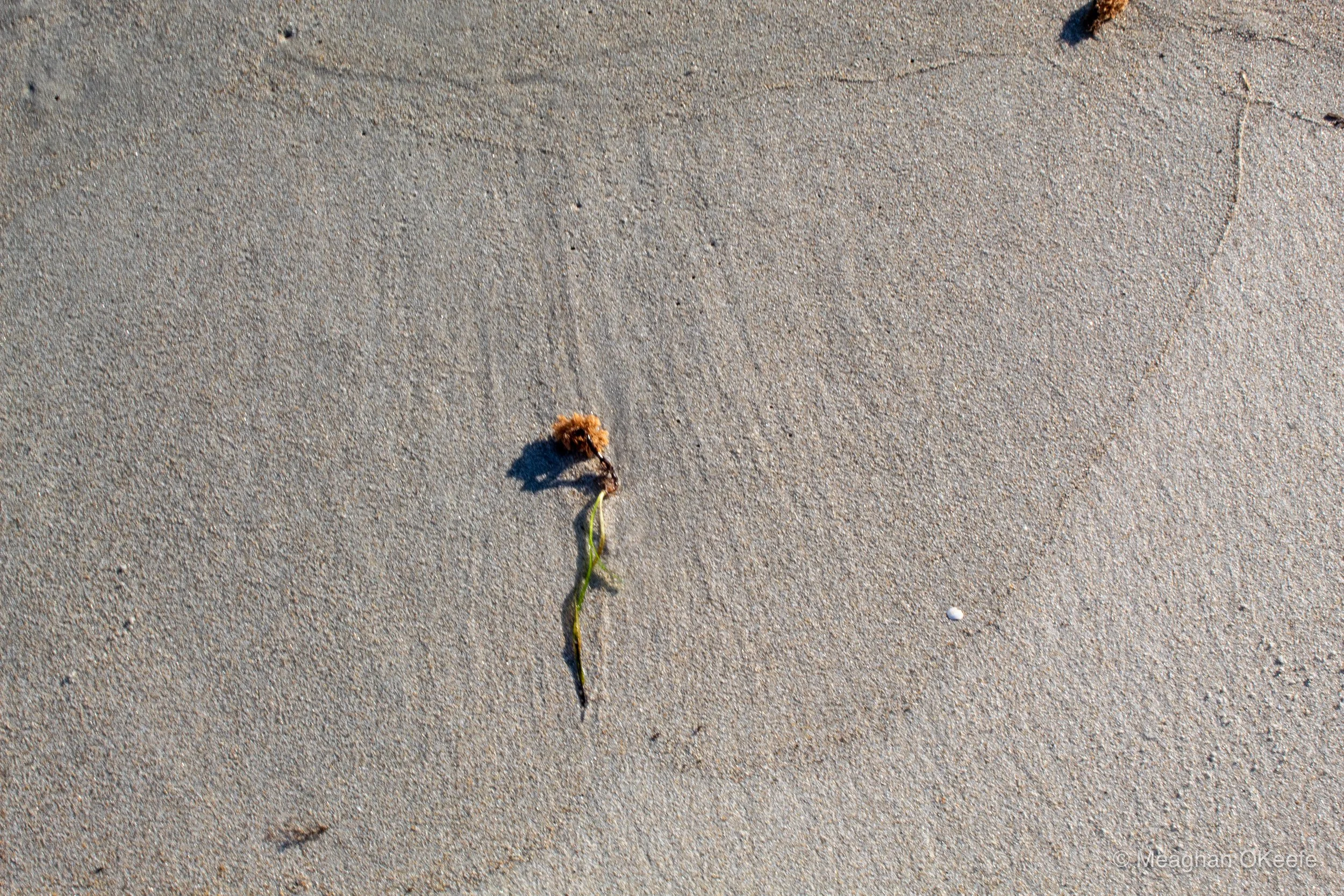 Happy Birthday Walk_20251006_MOKeefe_00010.jpg