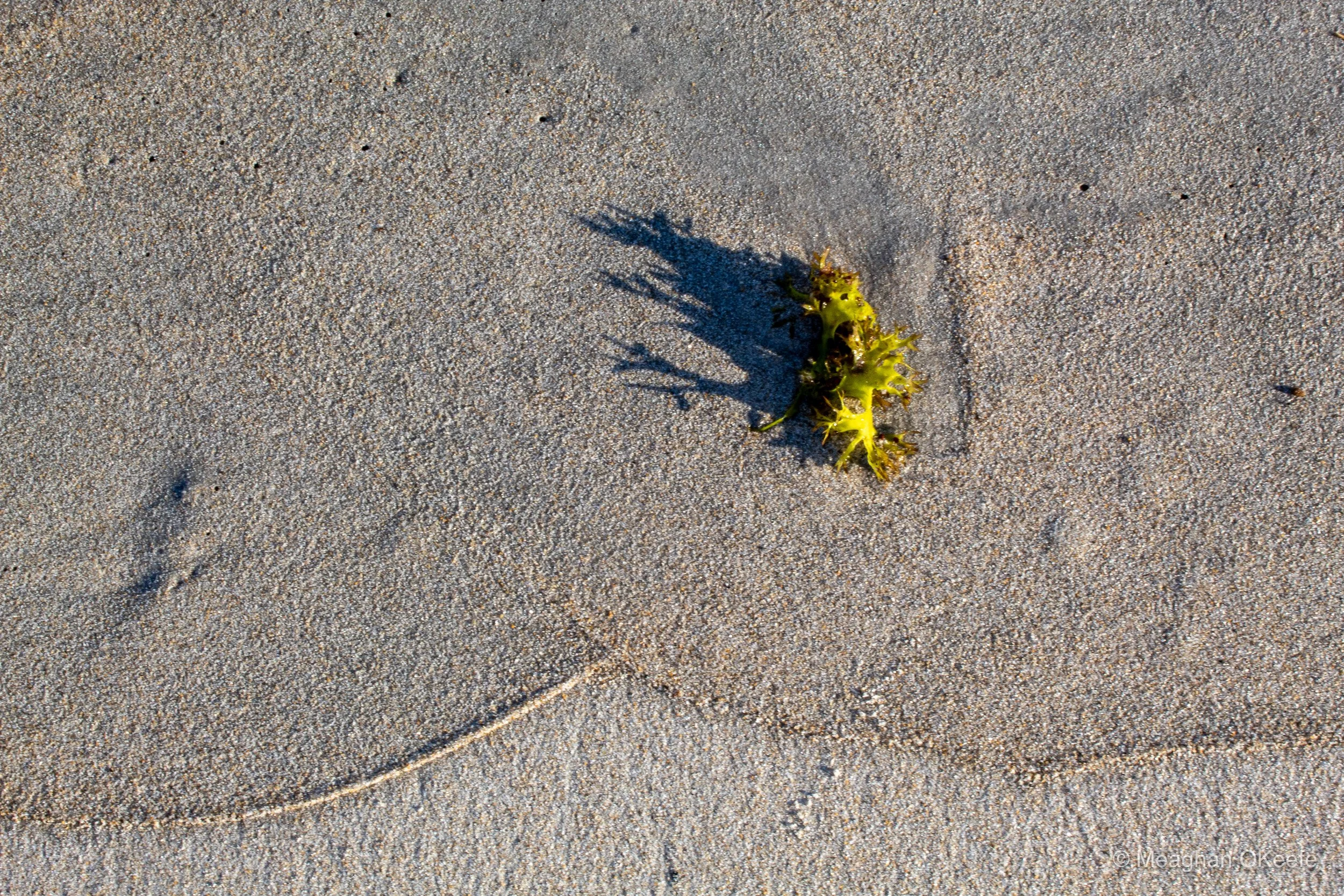 Happy Birthday Walk_20251006_MOKeefe_00020.jpg