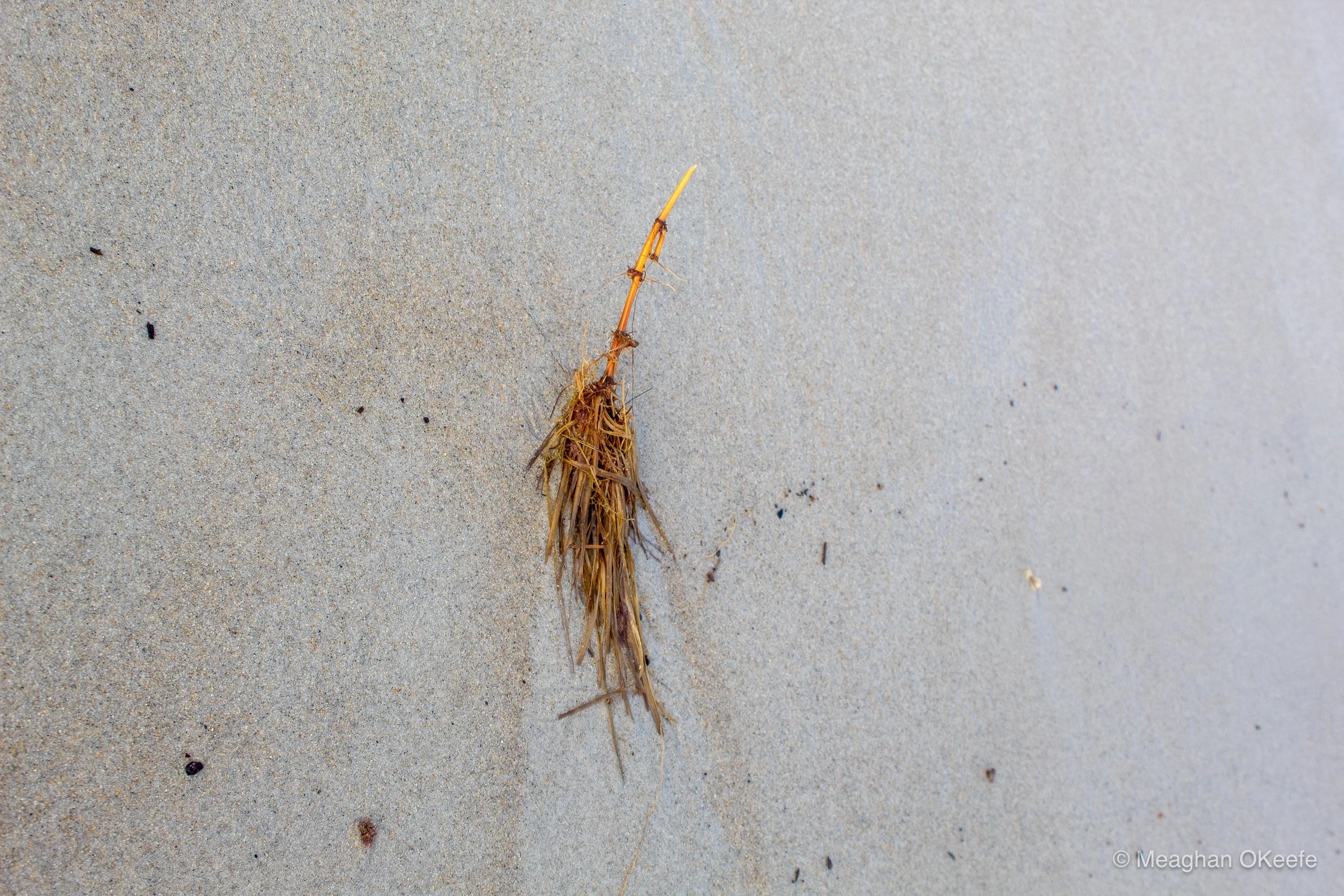 Glorious Morning_20250914_MOKeefe_00044.jpg