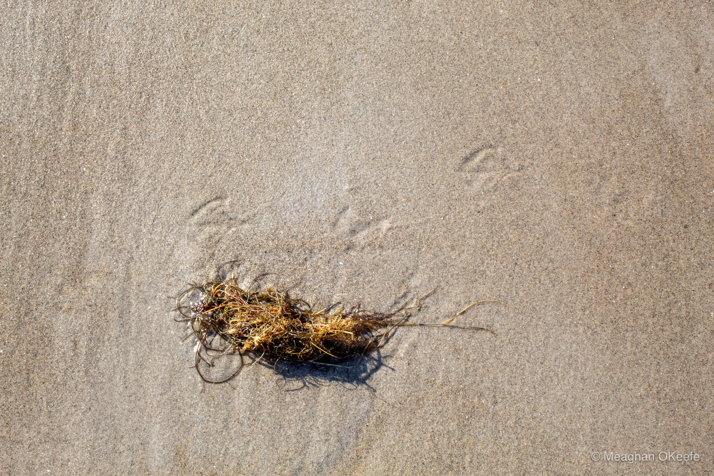 September_Crane Beach_20250913_MOKeefe_00002.jpg