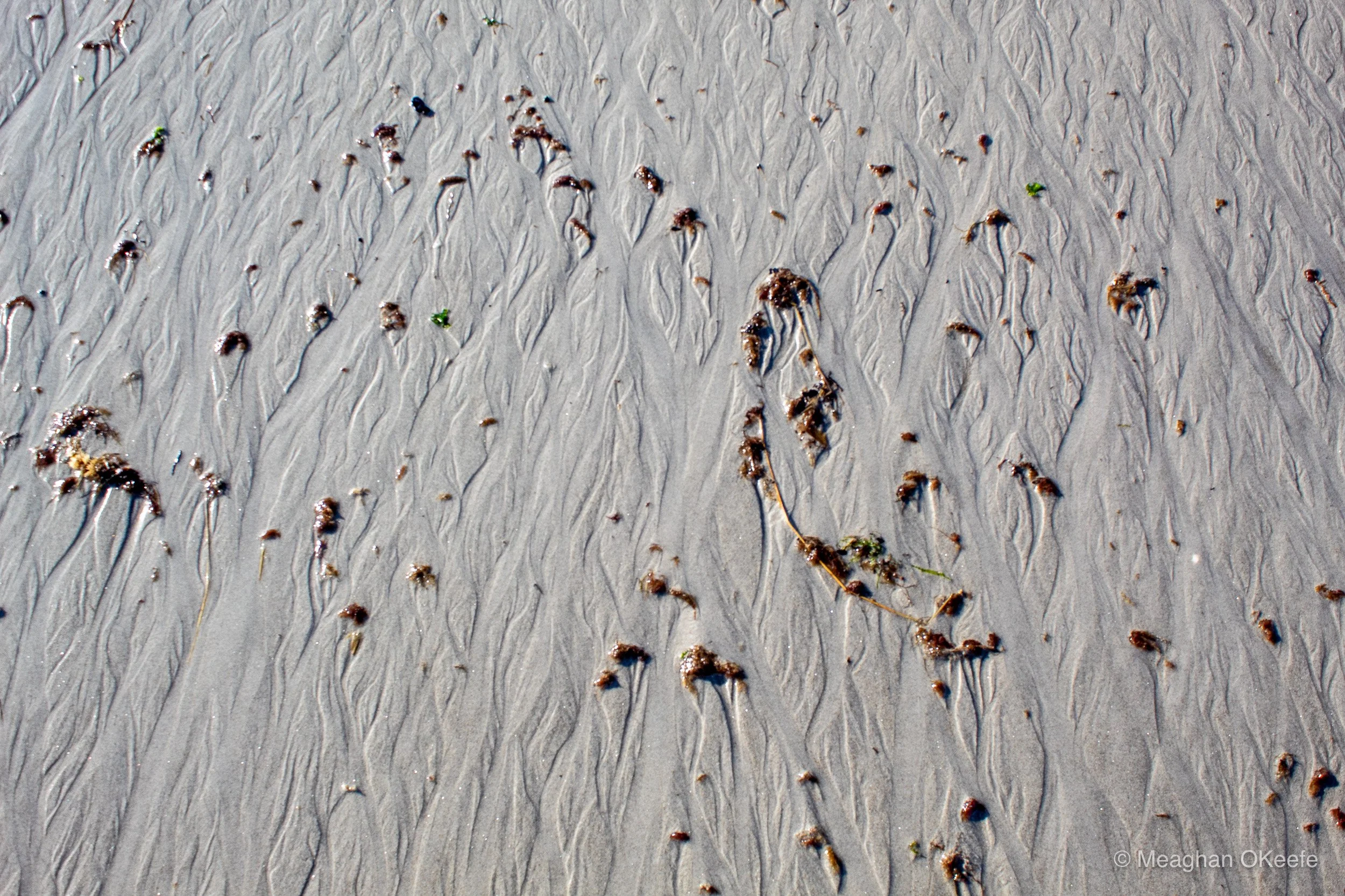 September_Crane Beach_20250913_MOKeefe_00008.jpg