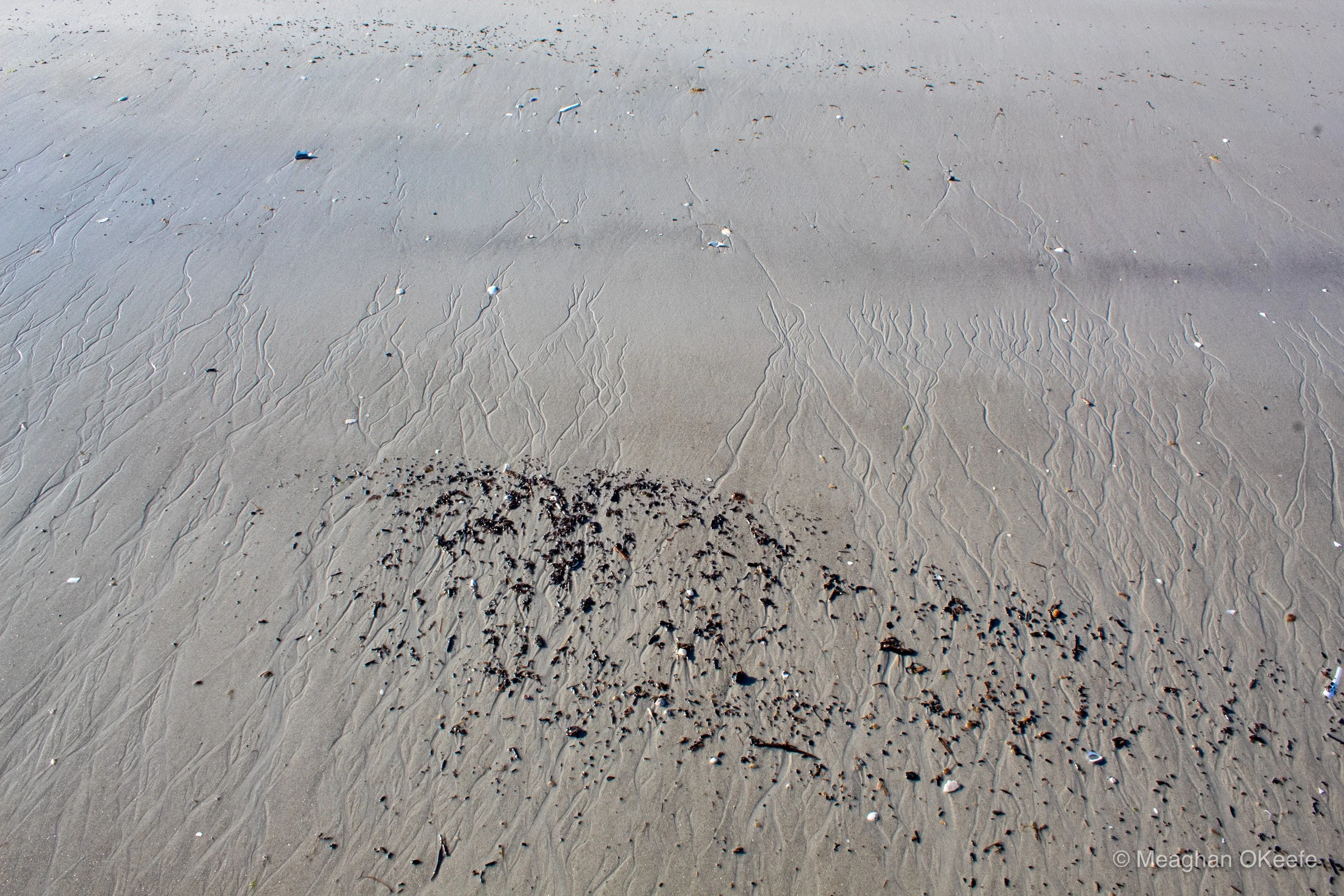 September_Crane Beach_20250913_MOKeefe_00013.jpg