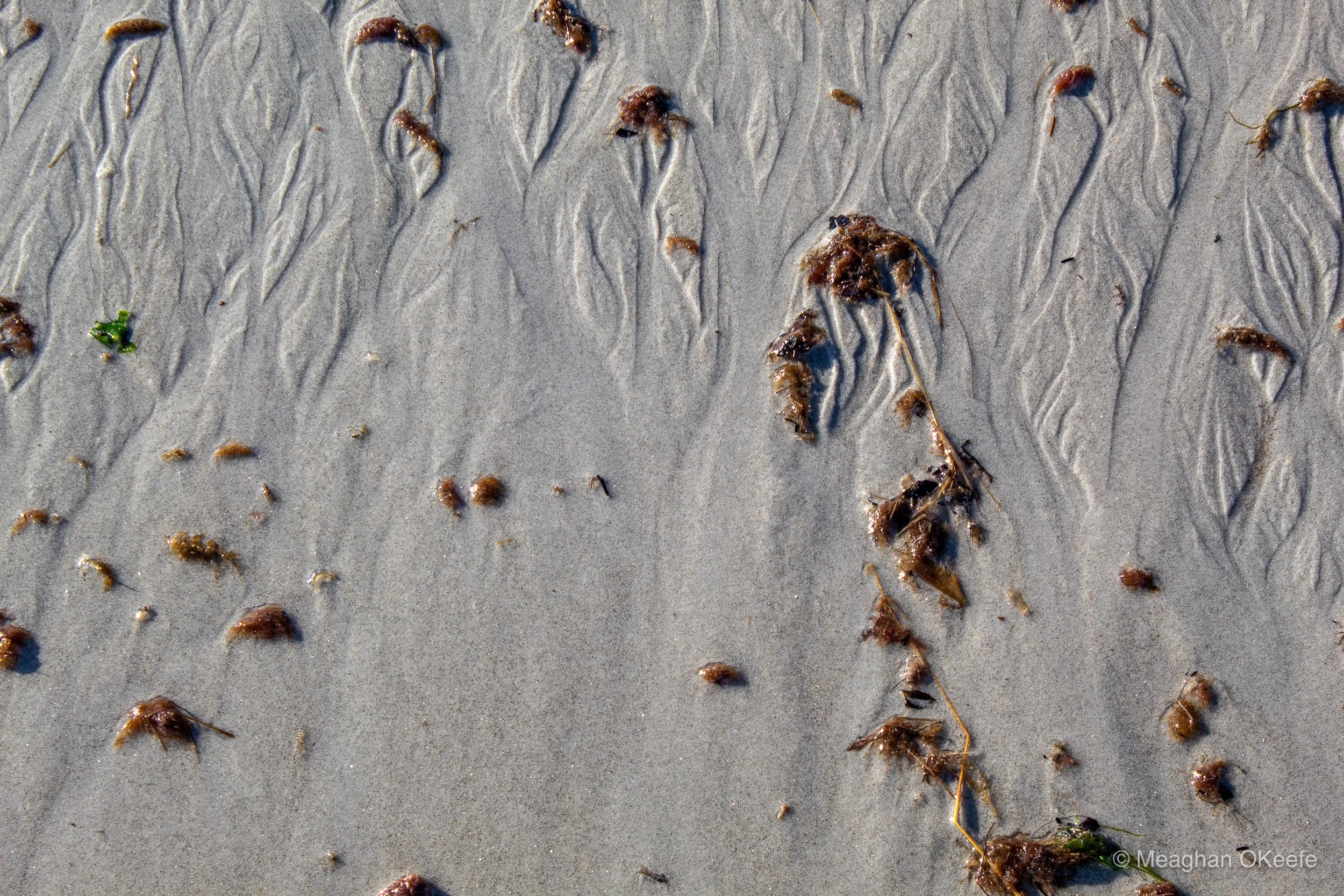 September_Crane Beach_20250913_MOKeefe_00016.jpg