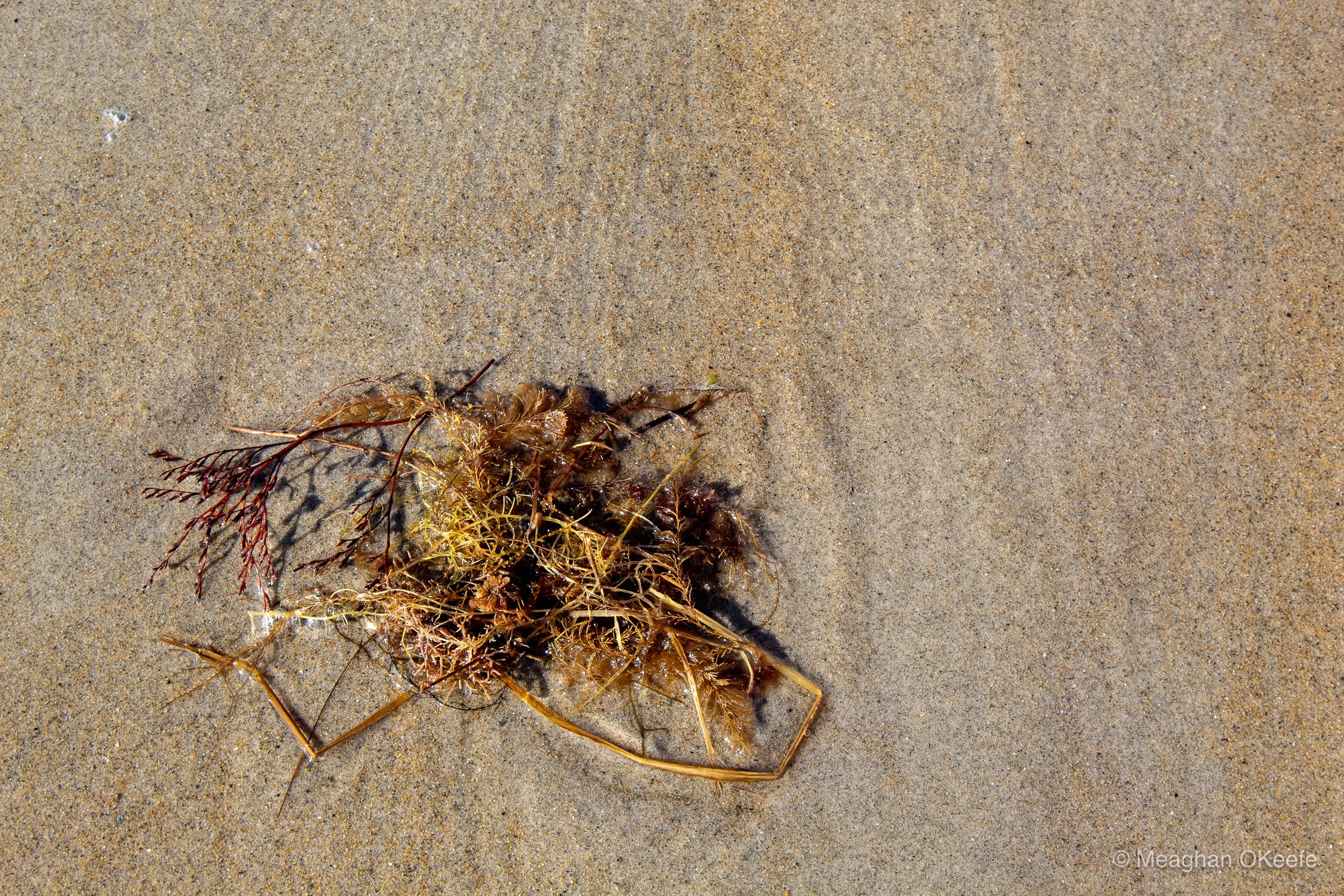 September_Crane Beach_20250913_MOKeefe_00025.jpg