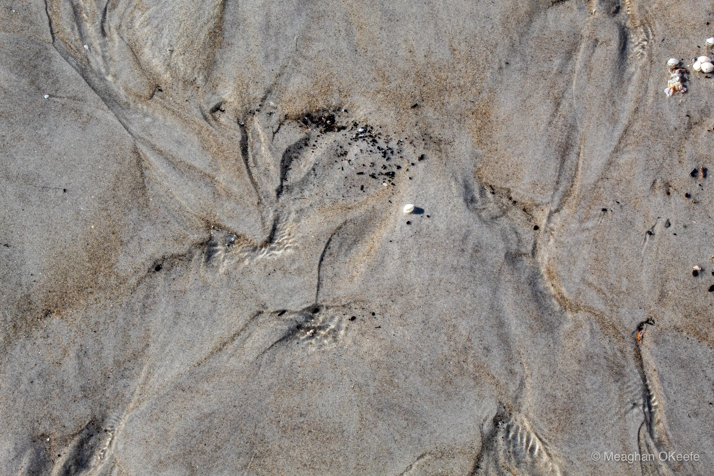 September_Crane Beach_20250913_MOKeefe_00032.jpg