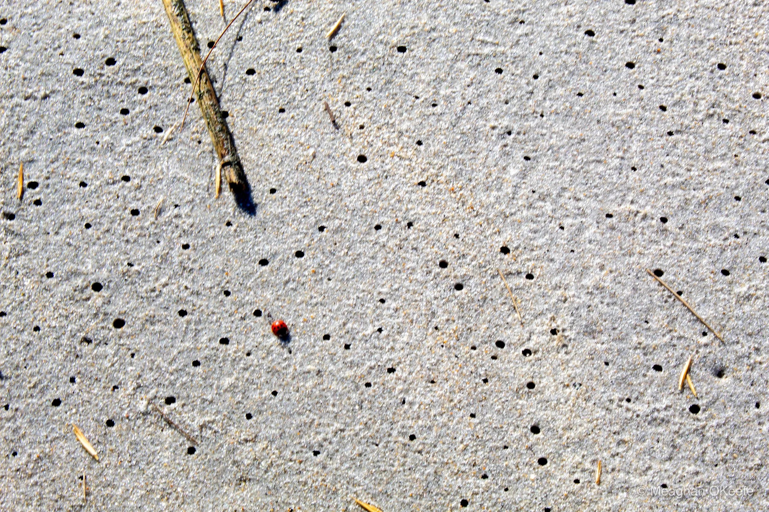 Septemeber Ladybugs_20250920_MOKeefe_00051.jpg
