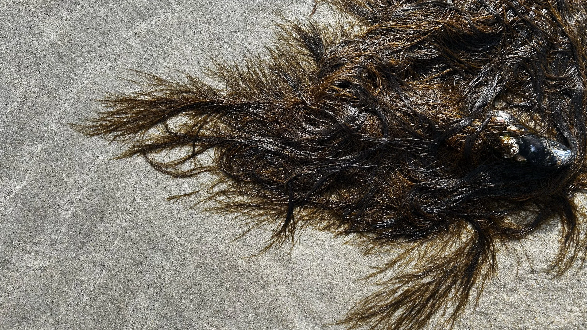 Seaweed_Crane_8270.jpg