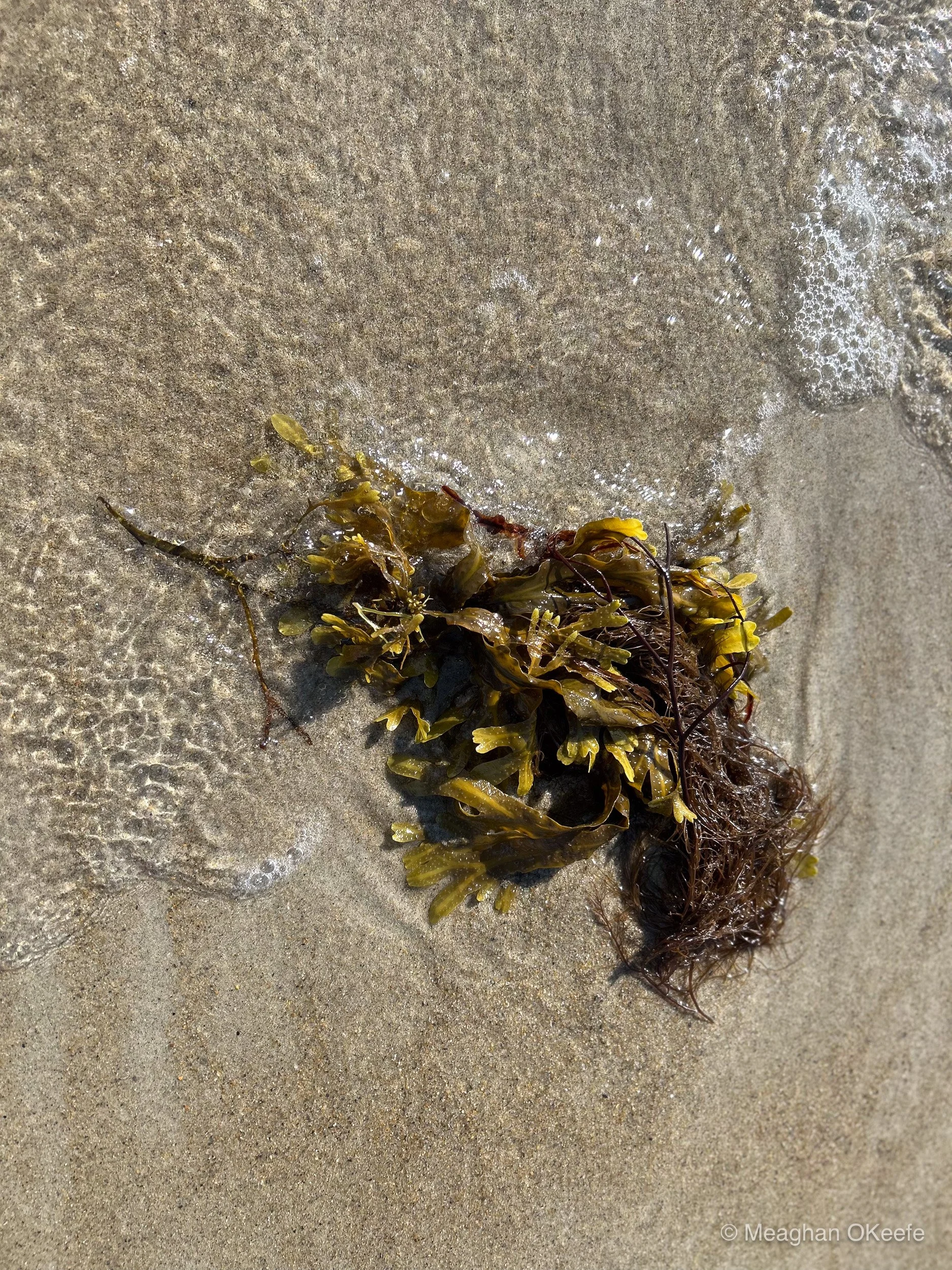 Seaweed_20250724_MOKeefe_00004.jpg