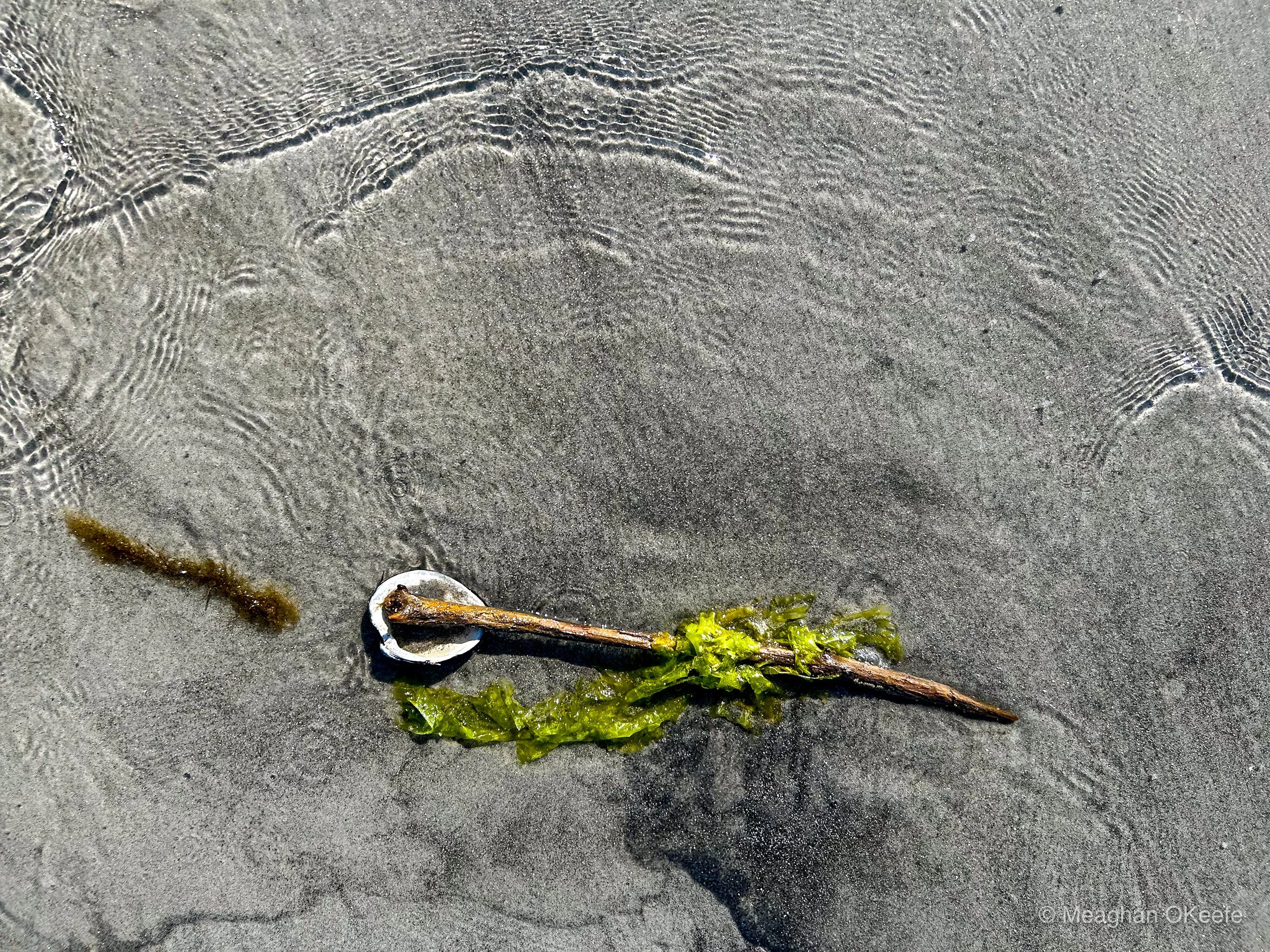 Seaweed_Observation_20250724_MOKeefe_00014.jpg