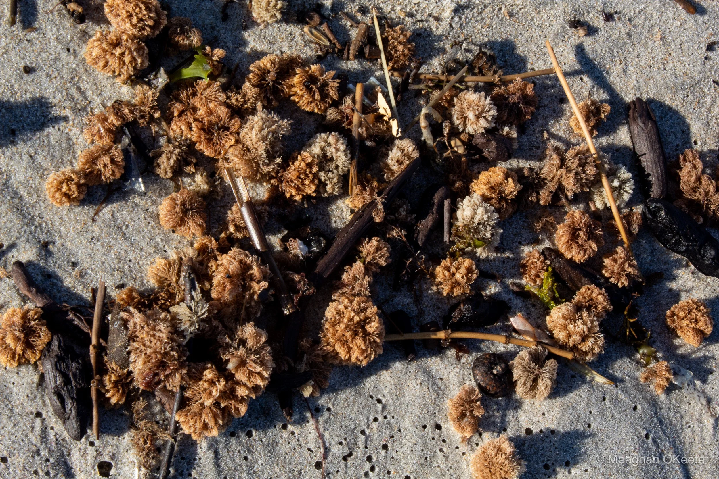 Crane Beach_Hide TIde Adventure_20251003_MOKeefe_00045.jpg