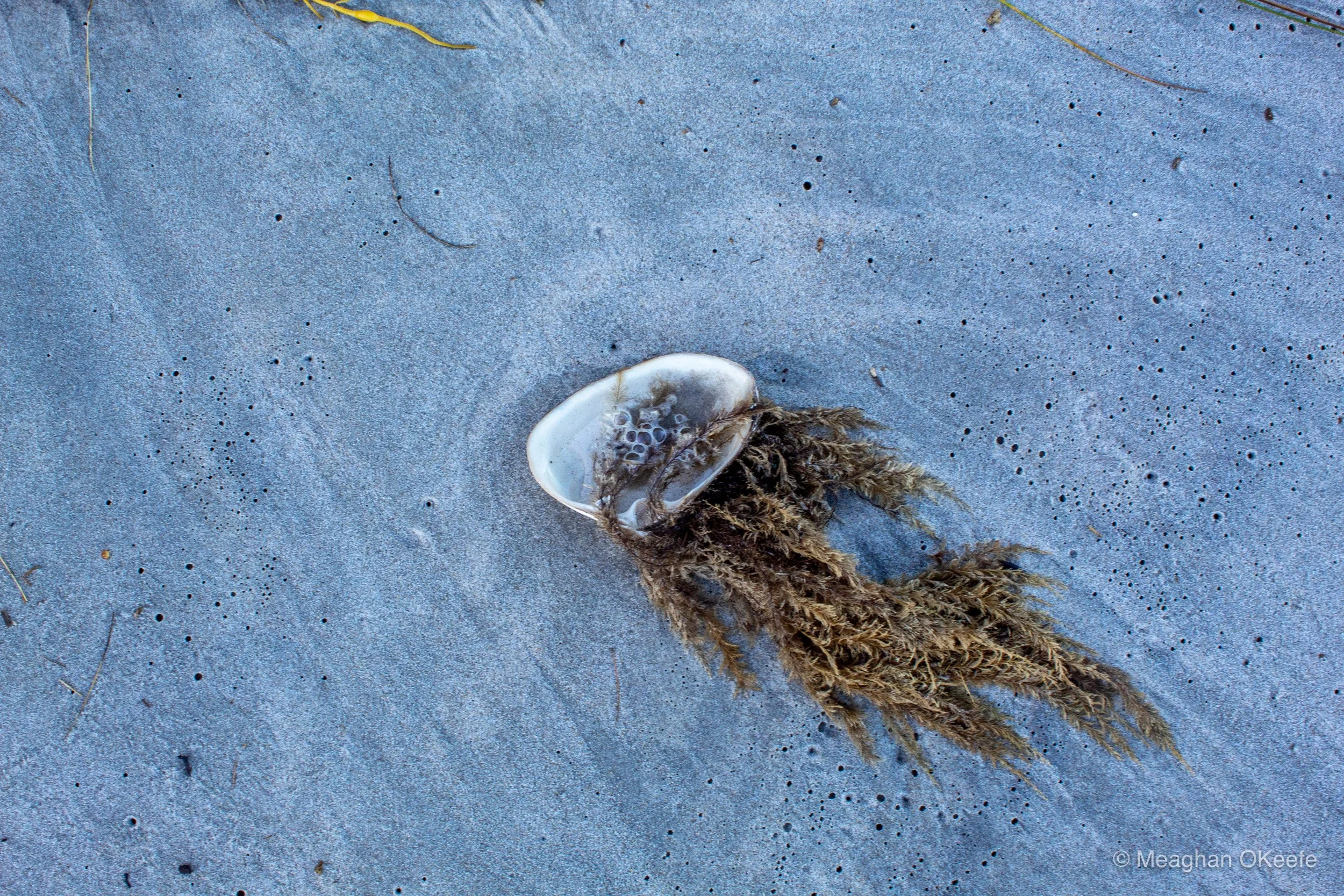 Very High TIde_20251017_MOKeefe_00010.jpg