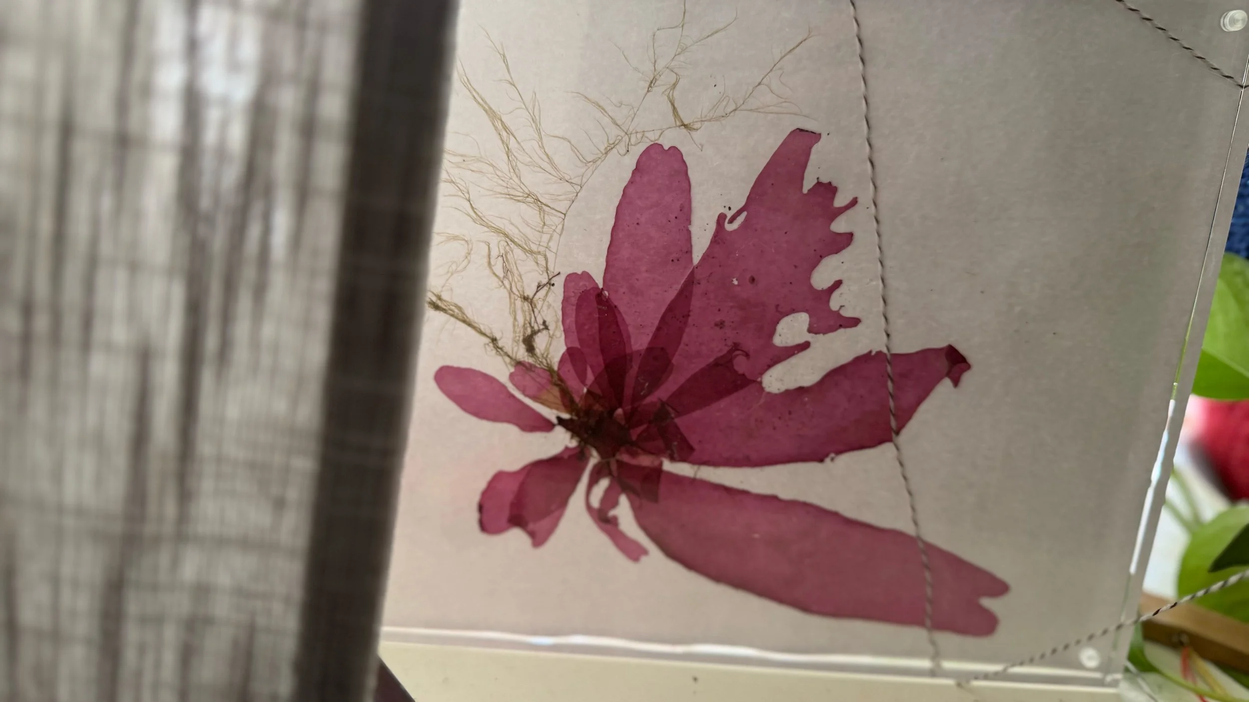 Framed_Dulse_1165.jpg