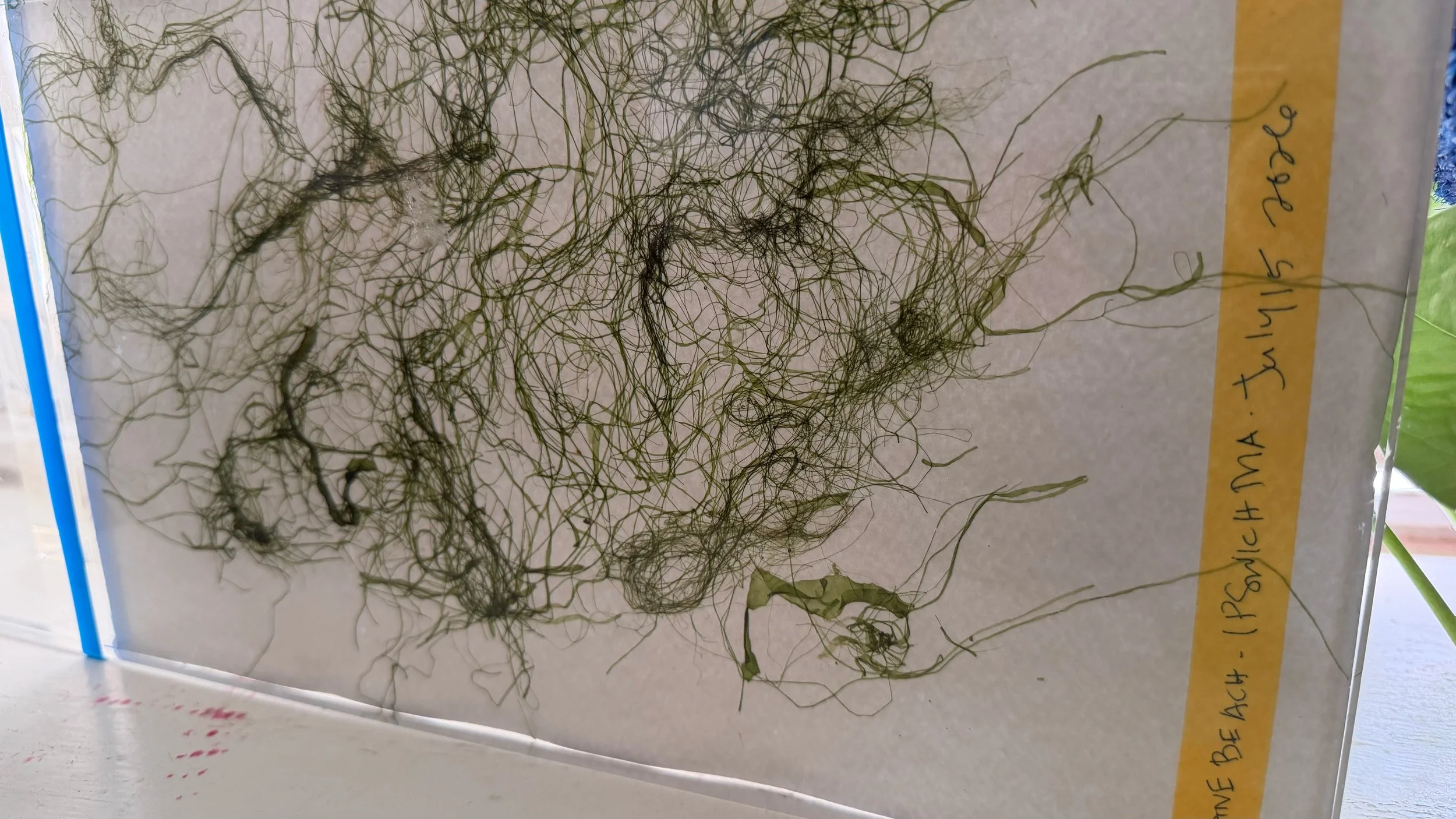 Framed_Green_Pressed_Seaweed_1177.jpg