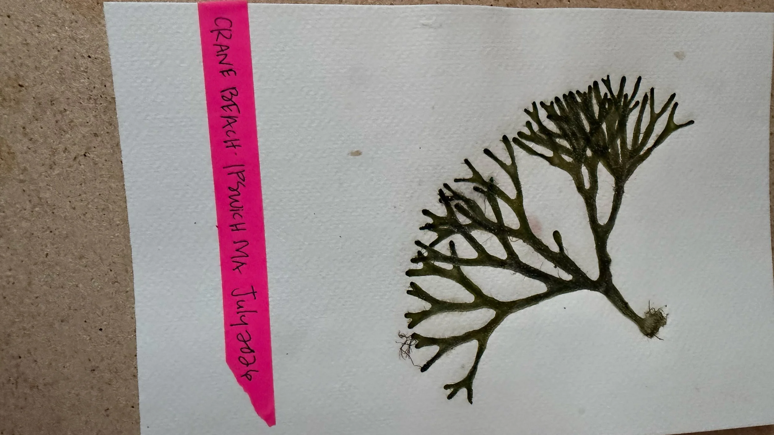 Pressed_Seaweed_1186.jpg