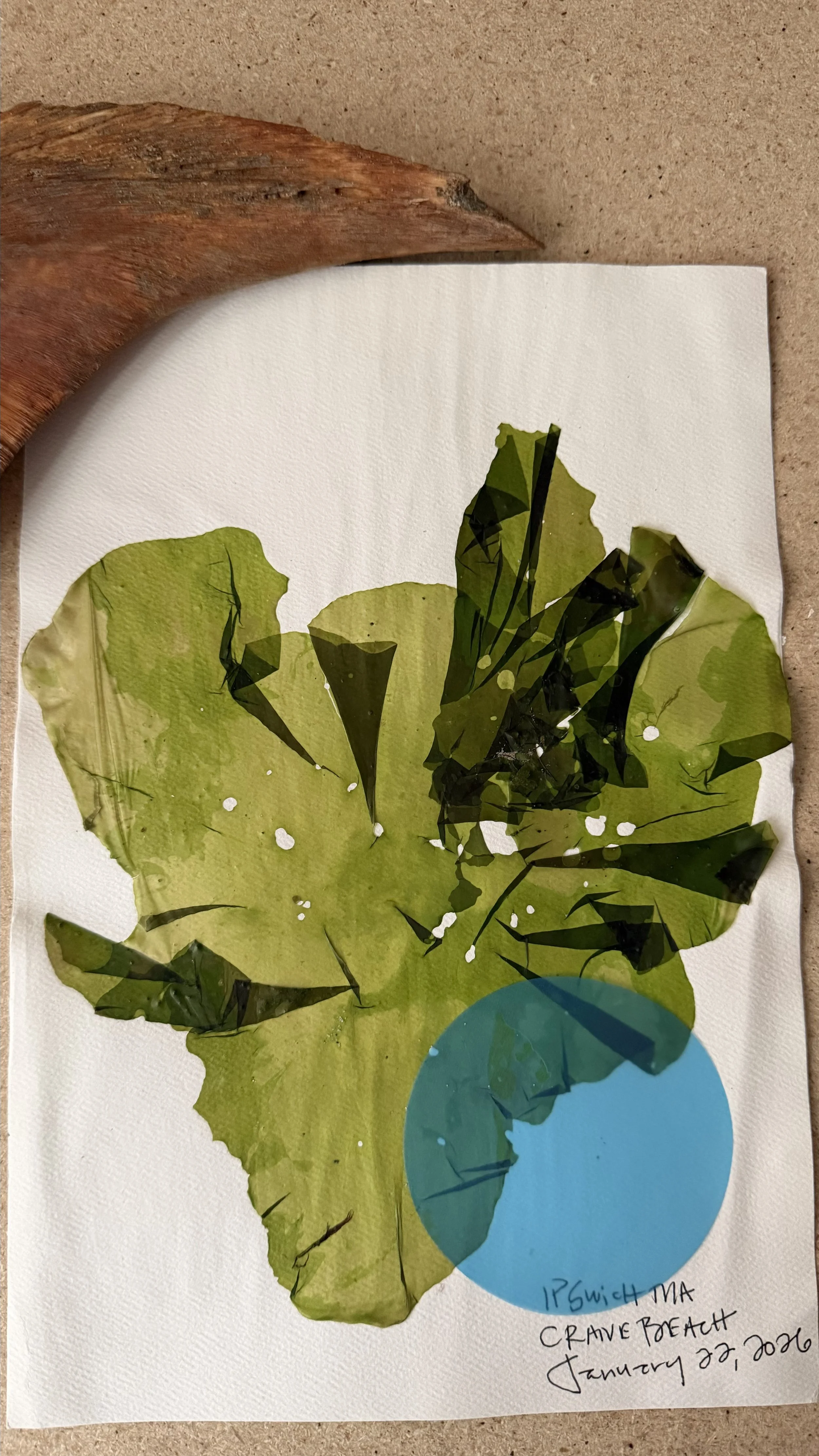 Pressed_Sea Lettuce_1191.jpg