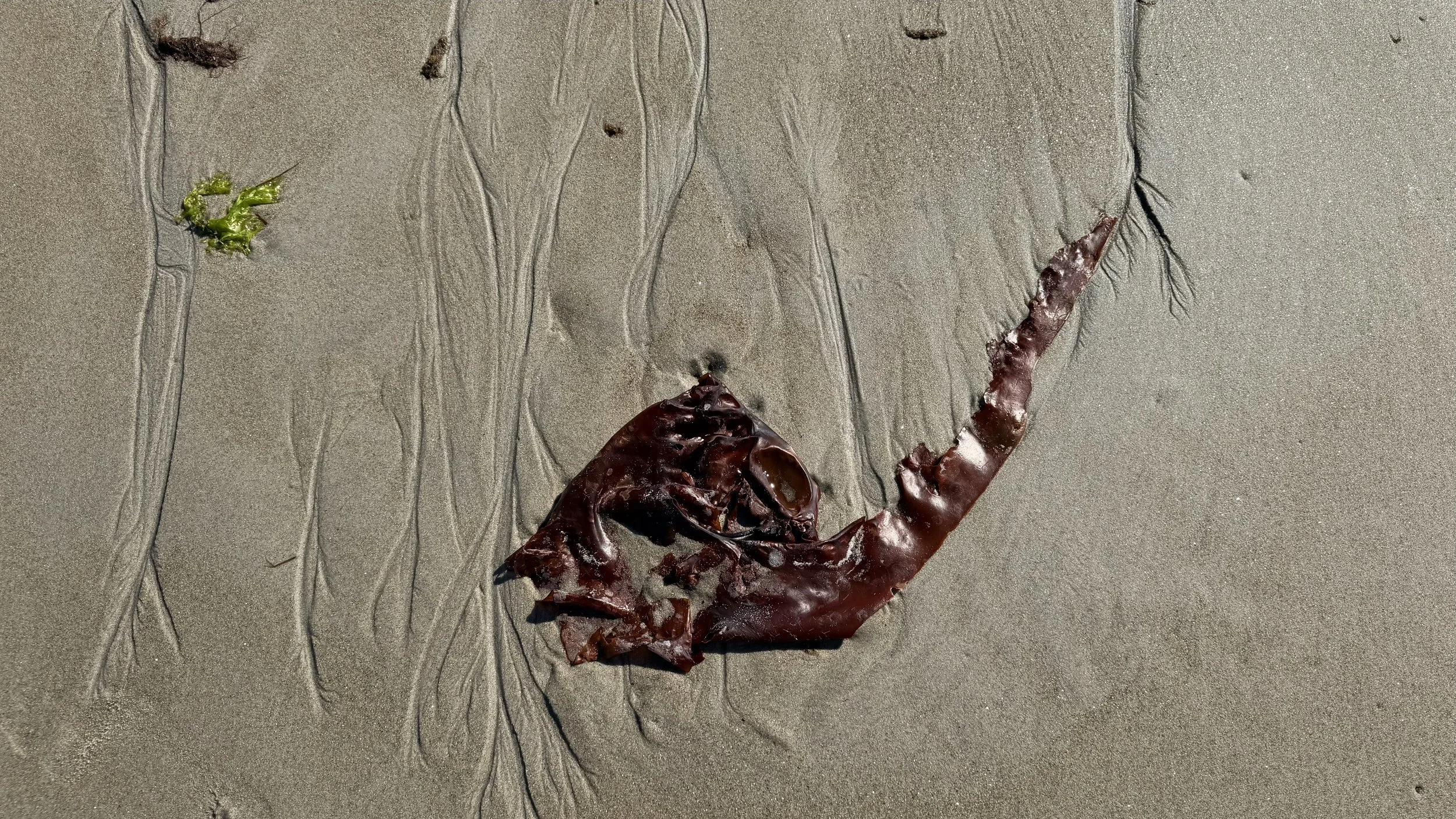Kelp_1228.jpg