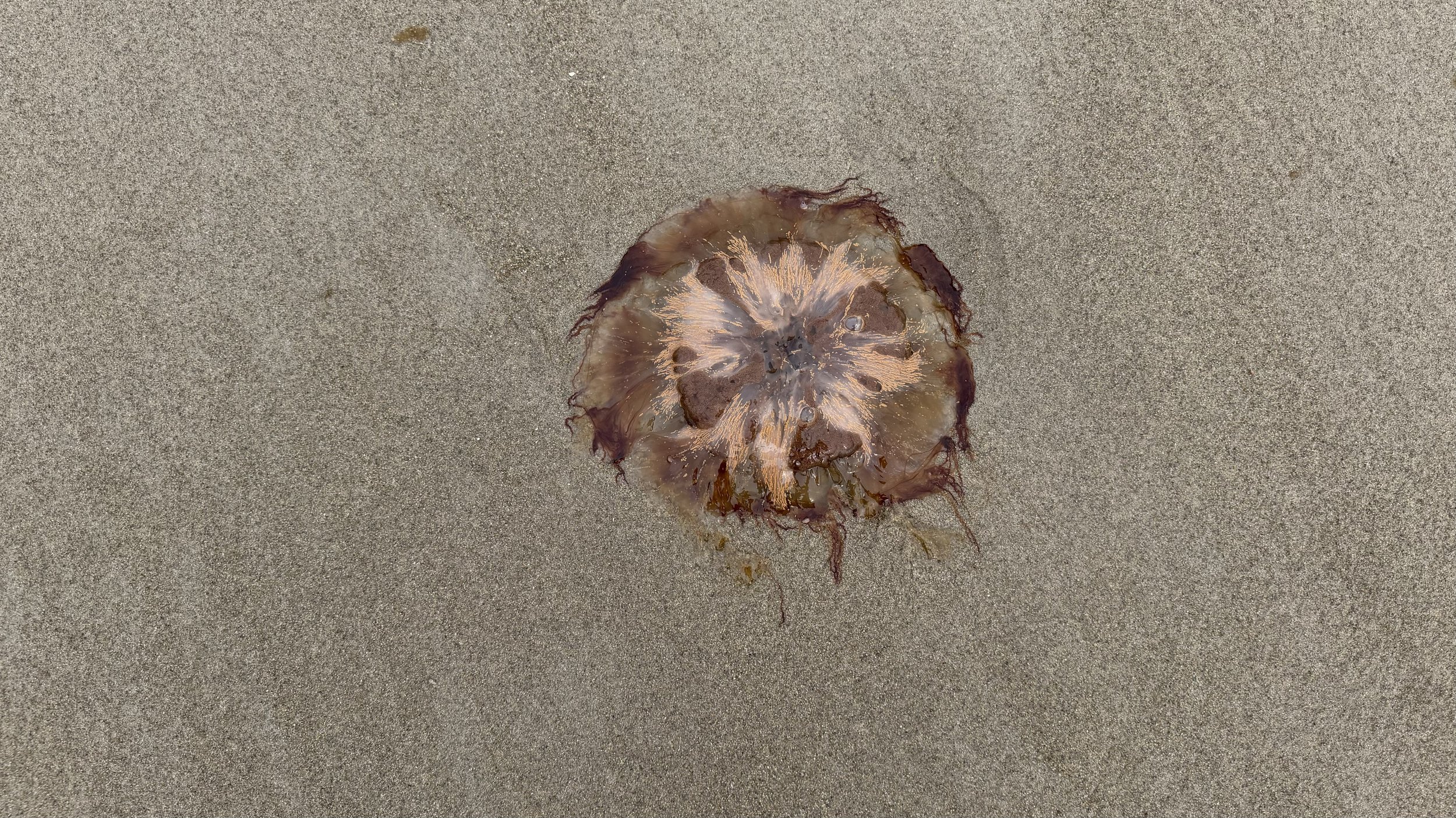 LionsMaine_Jellyfish_0621.jpg