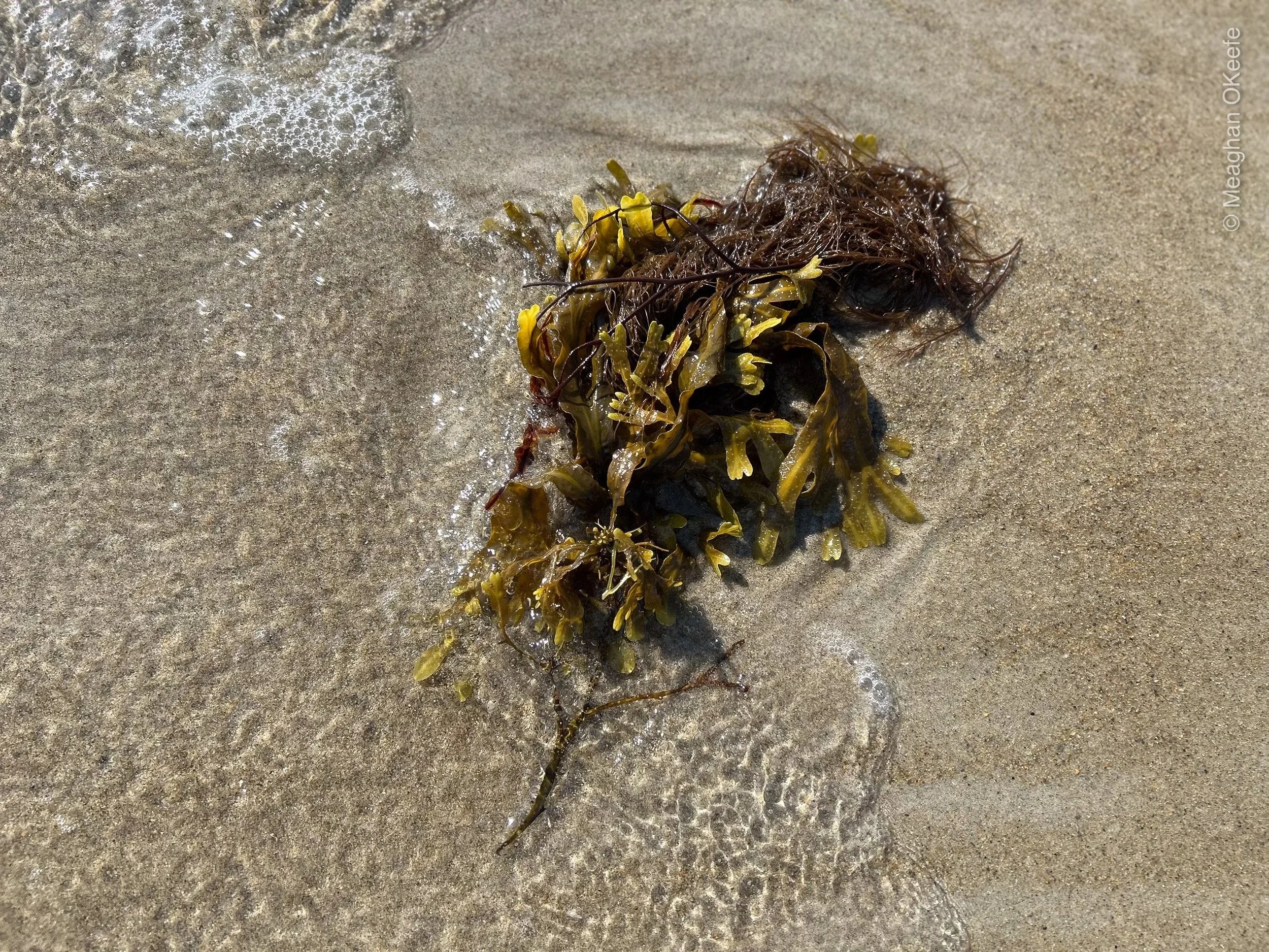Seaweed_20250724_MOKeefe_00004.jpg