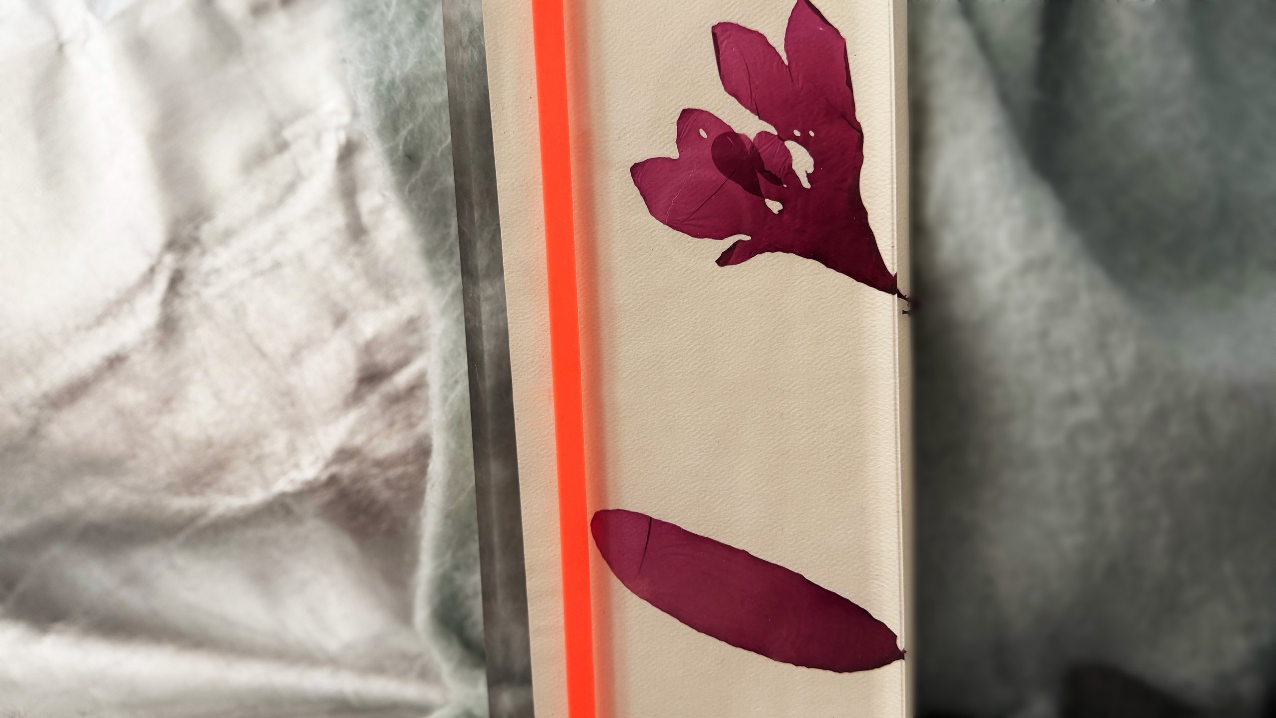 Pressed Dulse_1431.jpg
