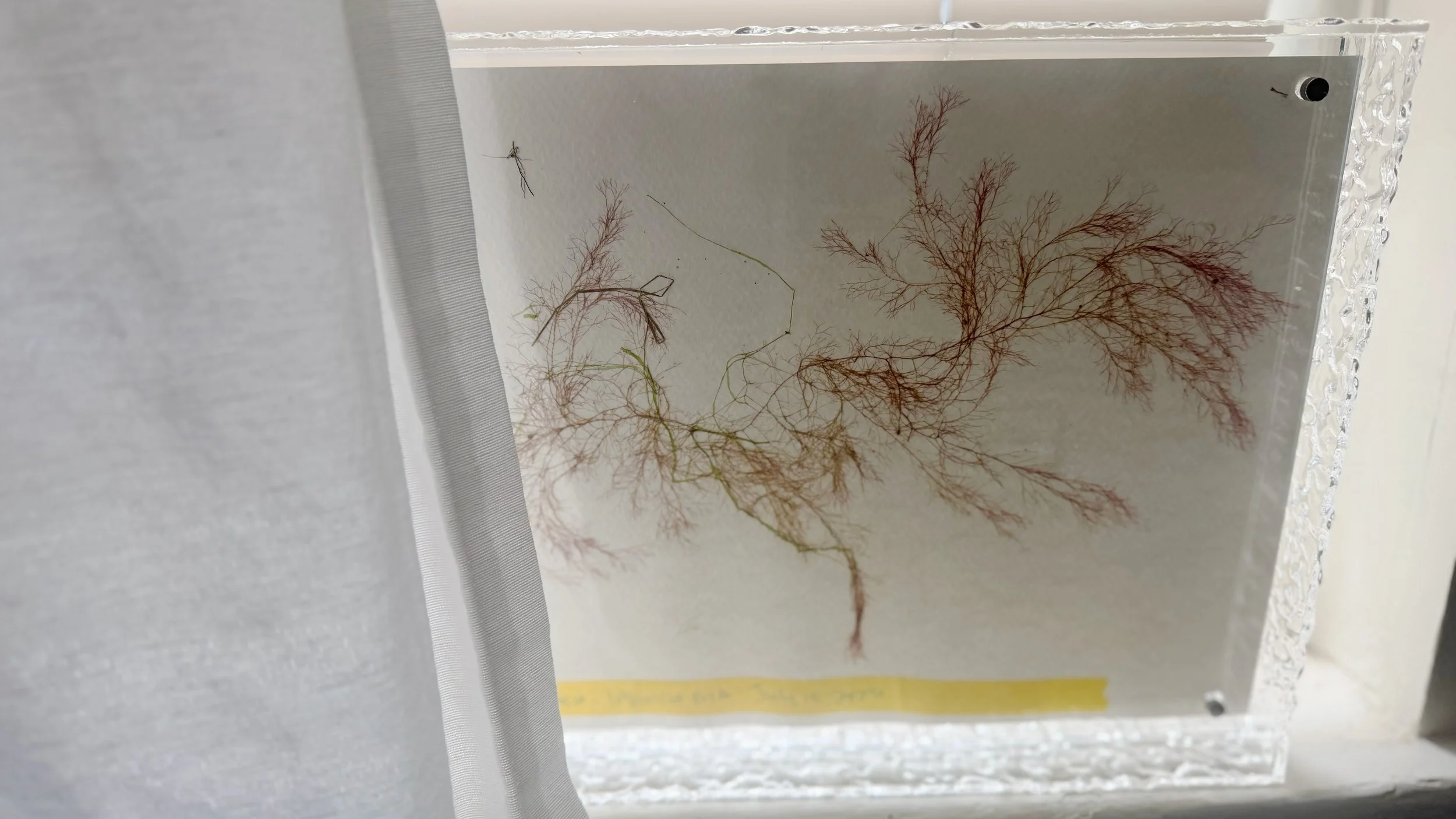 Pressed_1420.jpg
