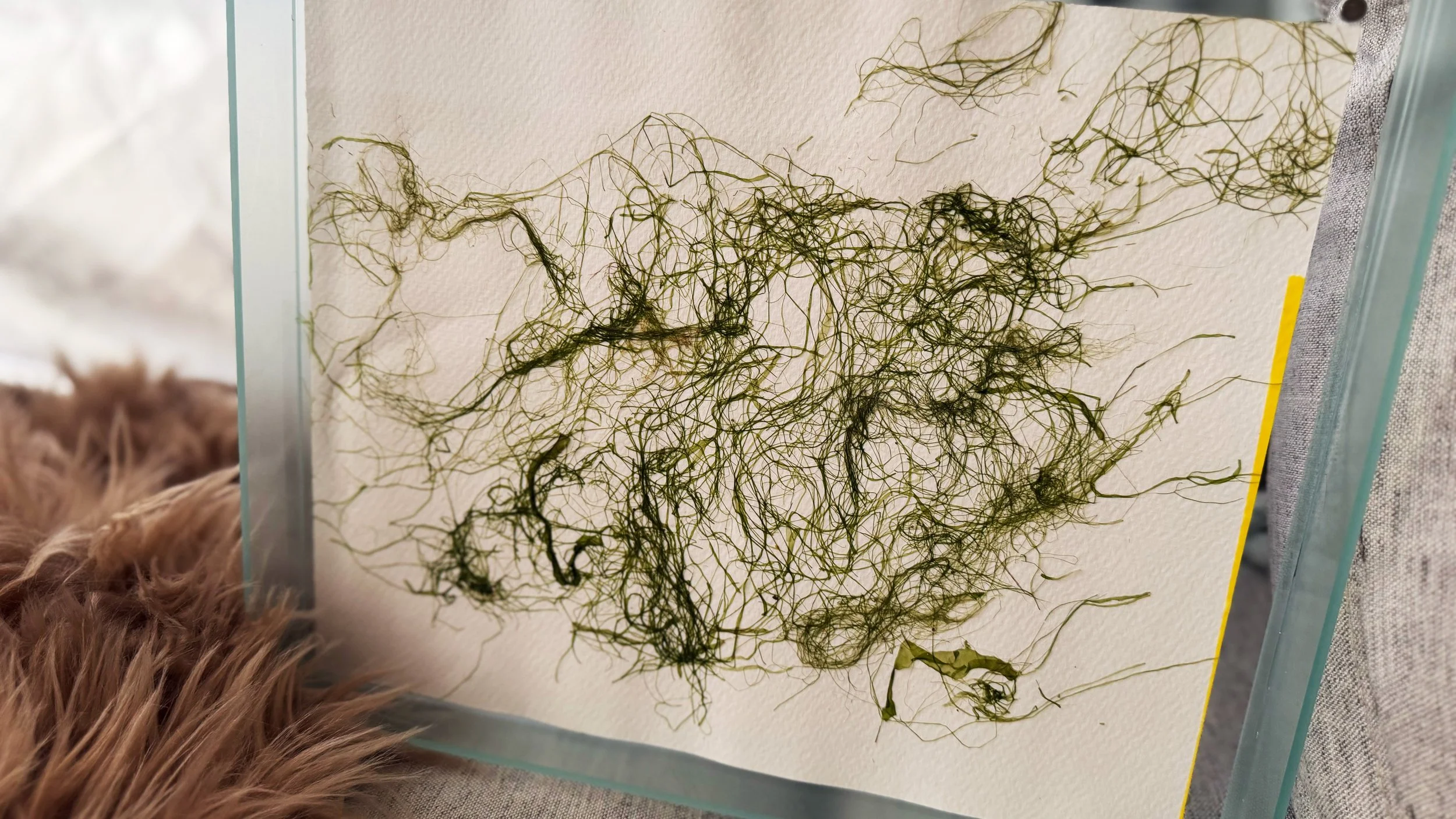 Pressed_Green_1430.jpg