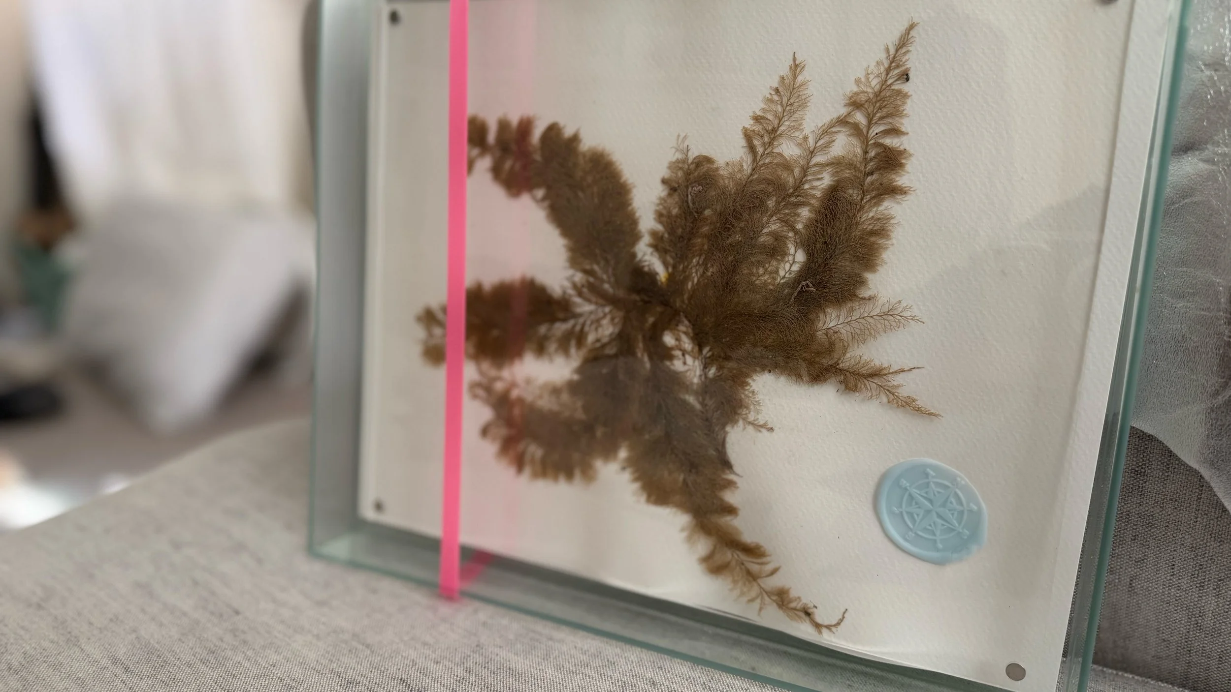 Pressed_Feather_Seaweed_1437.jpg
