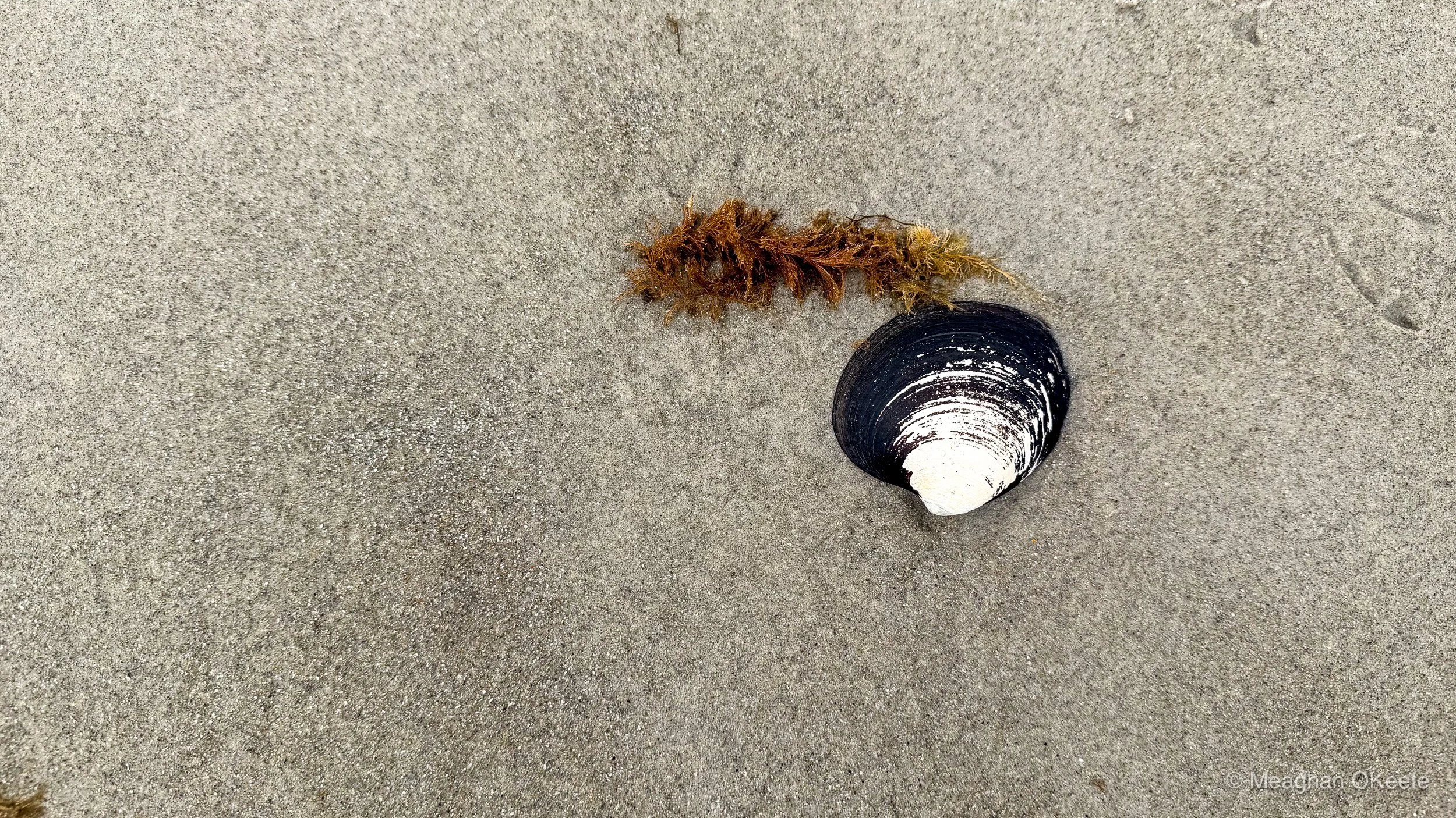 Seaweed_Shell_Silo_20260819_MOKeefe_00005.jpg