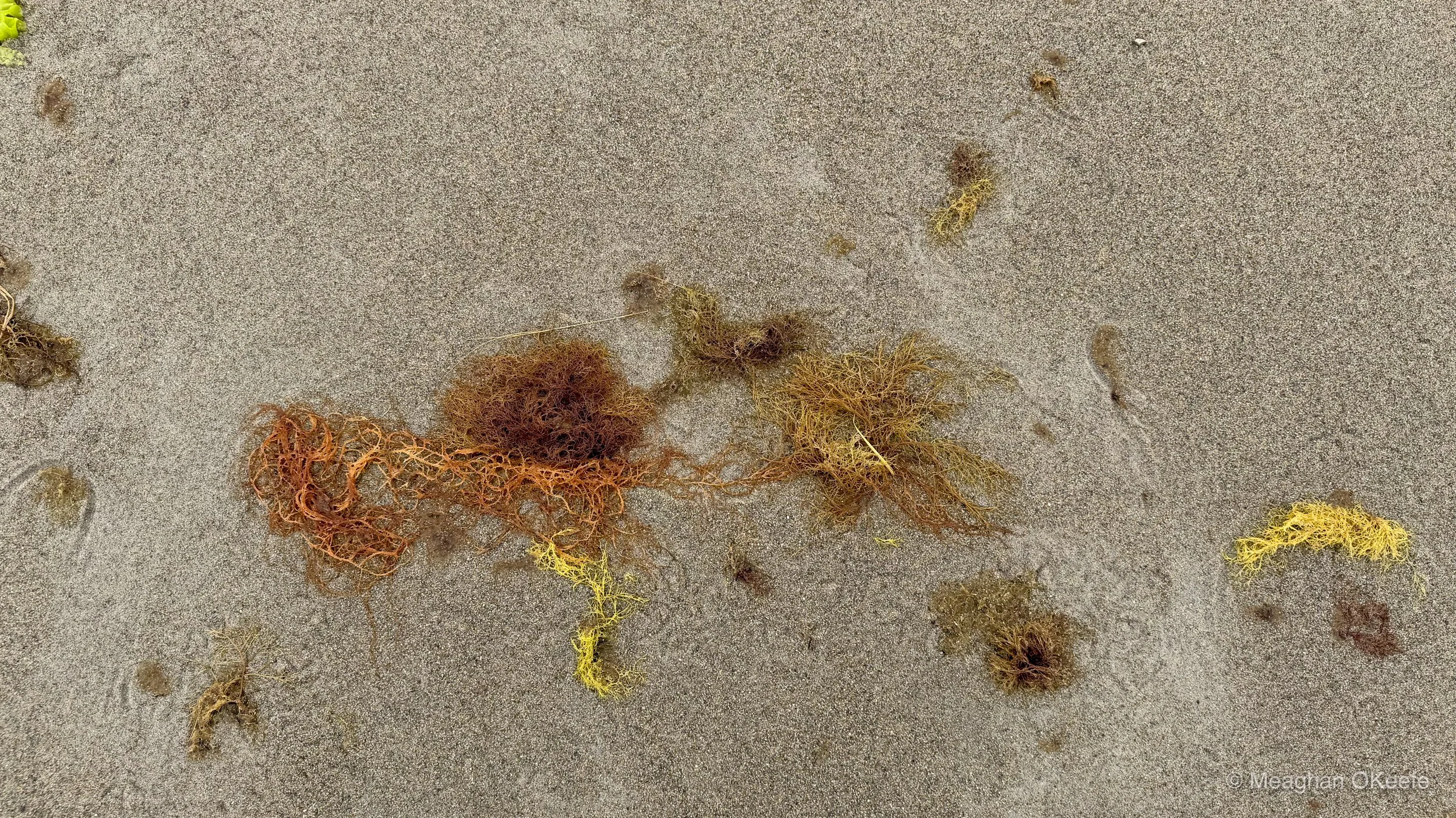Seaweed_Silo_20260819_MOKeefe_00004.jpg