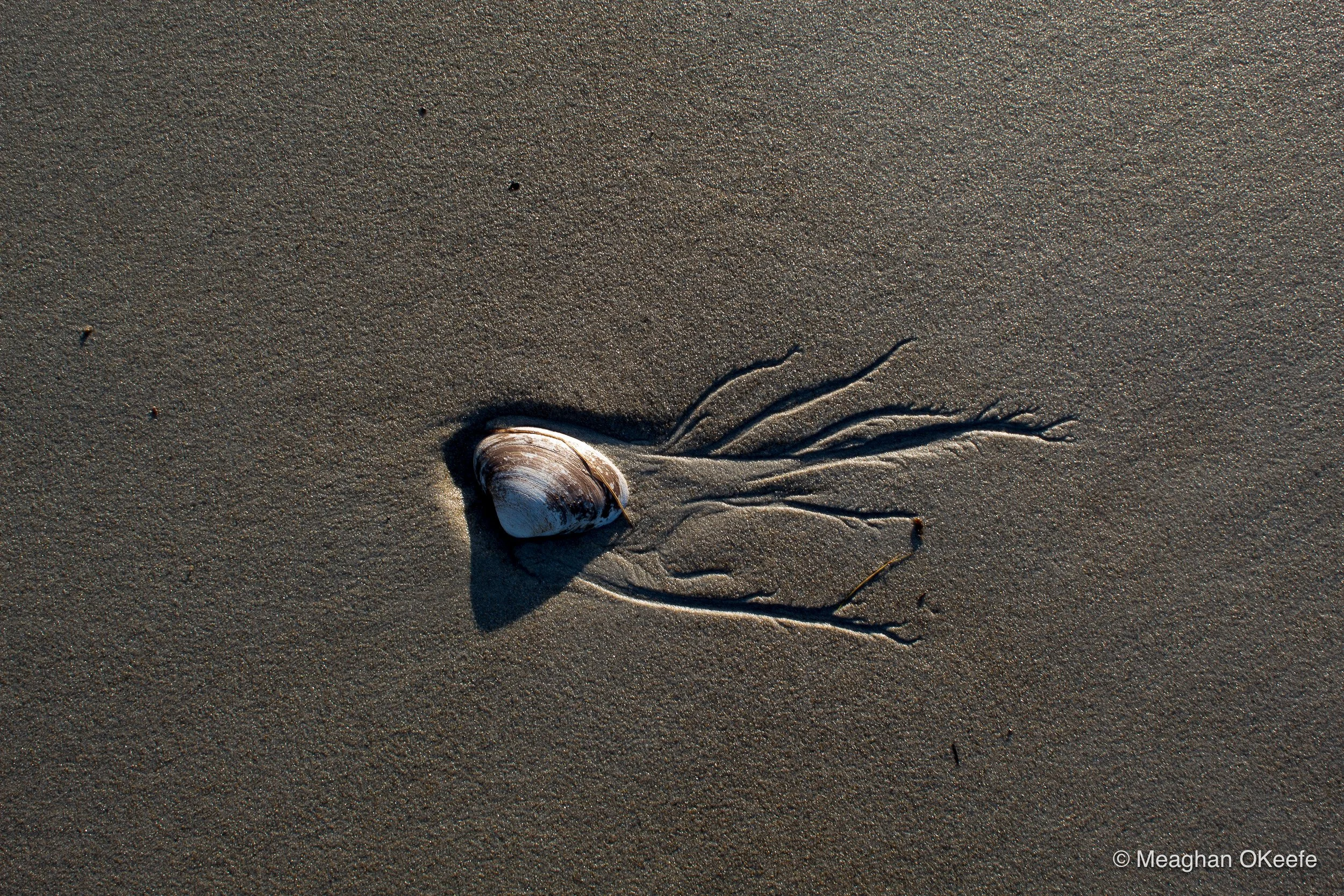 Sand_Patterns_Winter_20260108_MOKeefe_00004.jpg