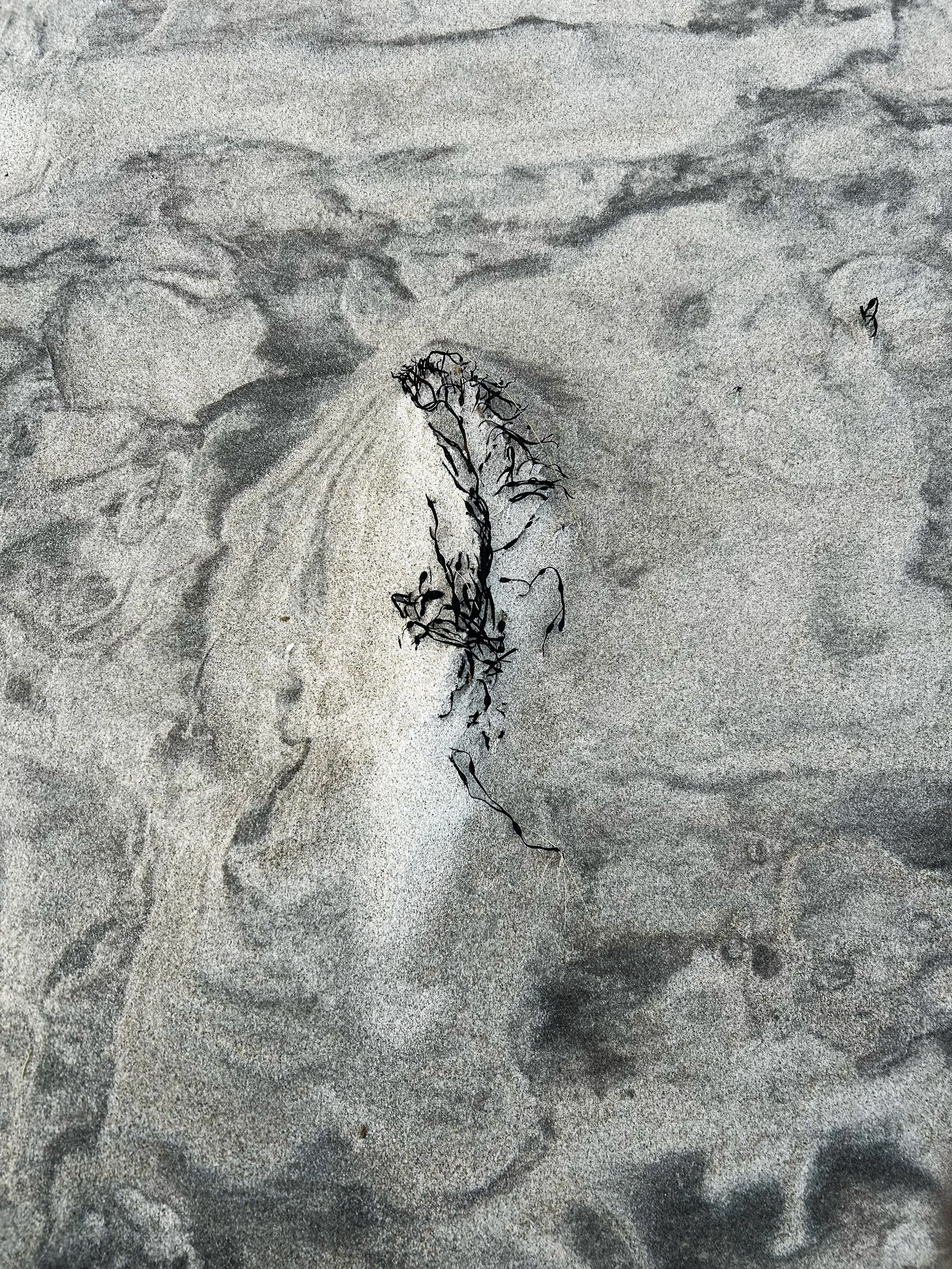 Sand_Patterns_Seaweed_6318.jpg