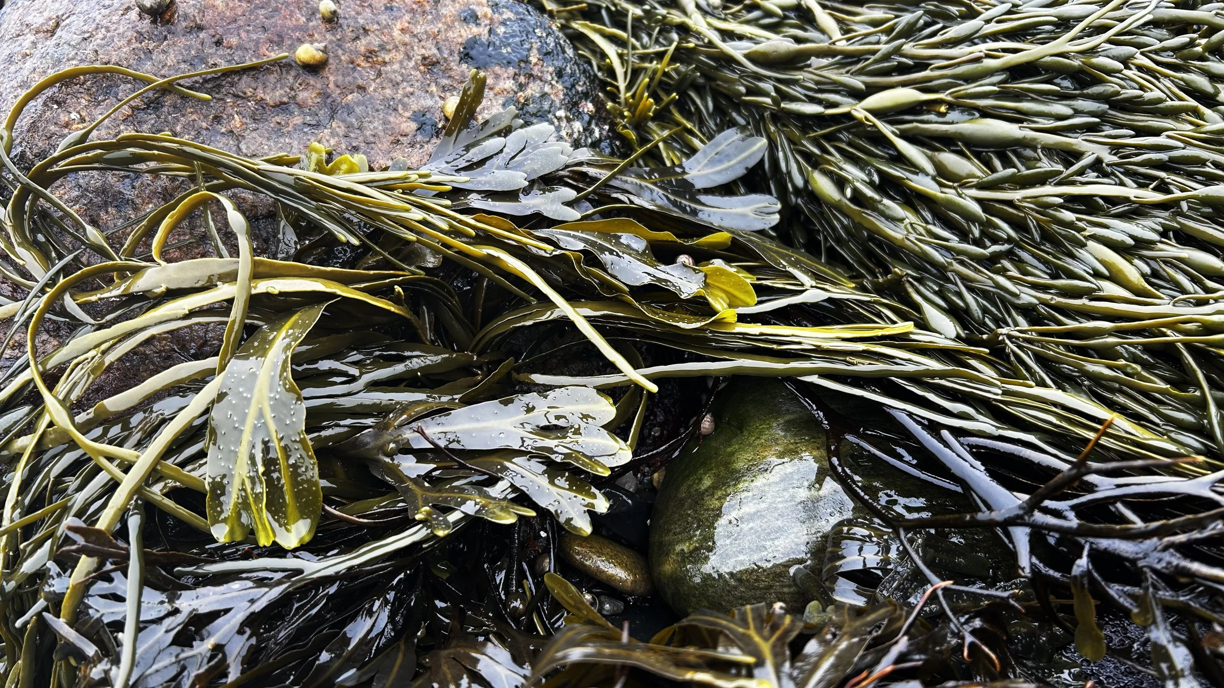 Seaweed_Forage_8063.jpg