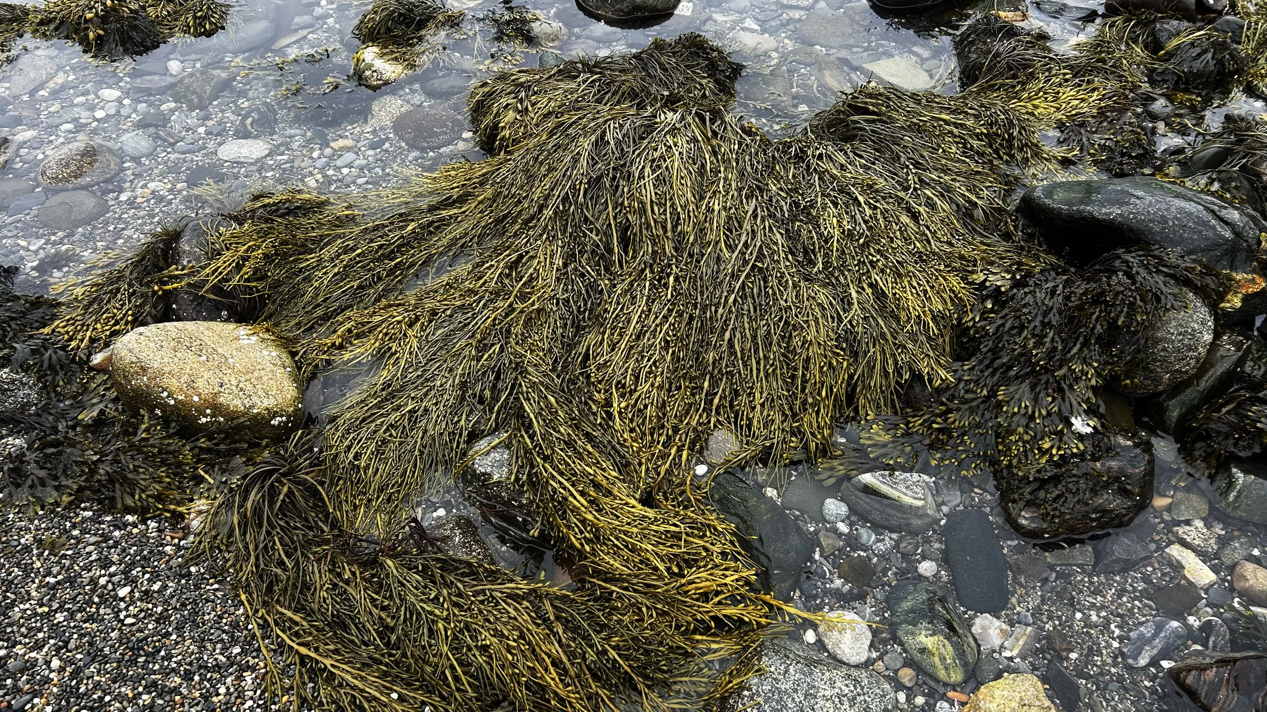 Seaweed_Forage_8072.jpg