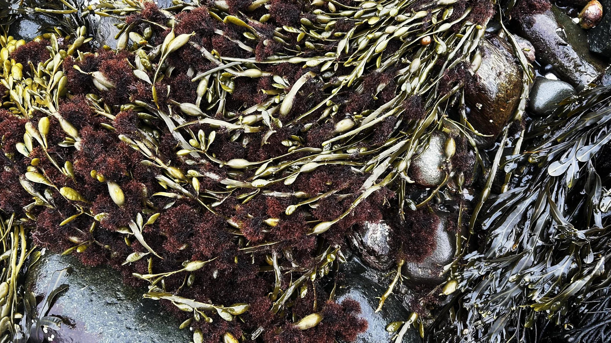 Seaweed_Forage_8083.jpg