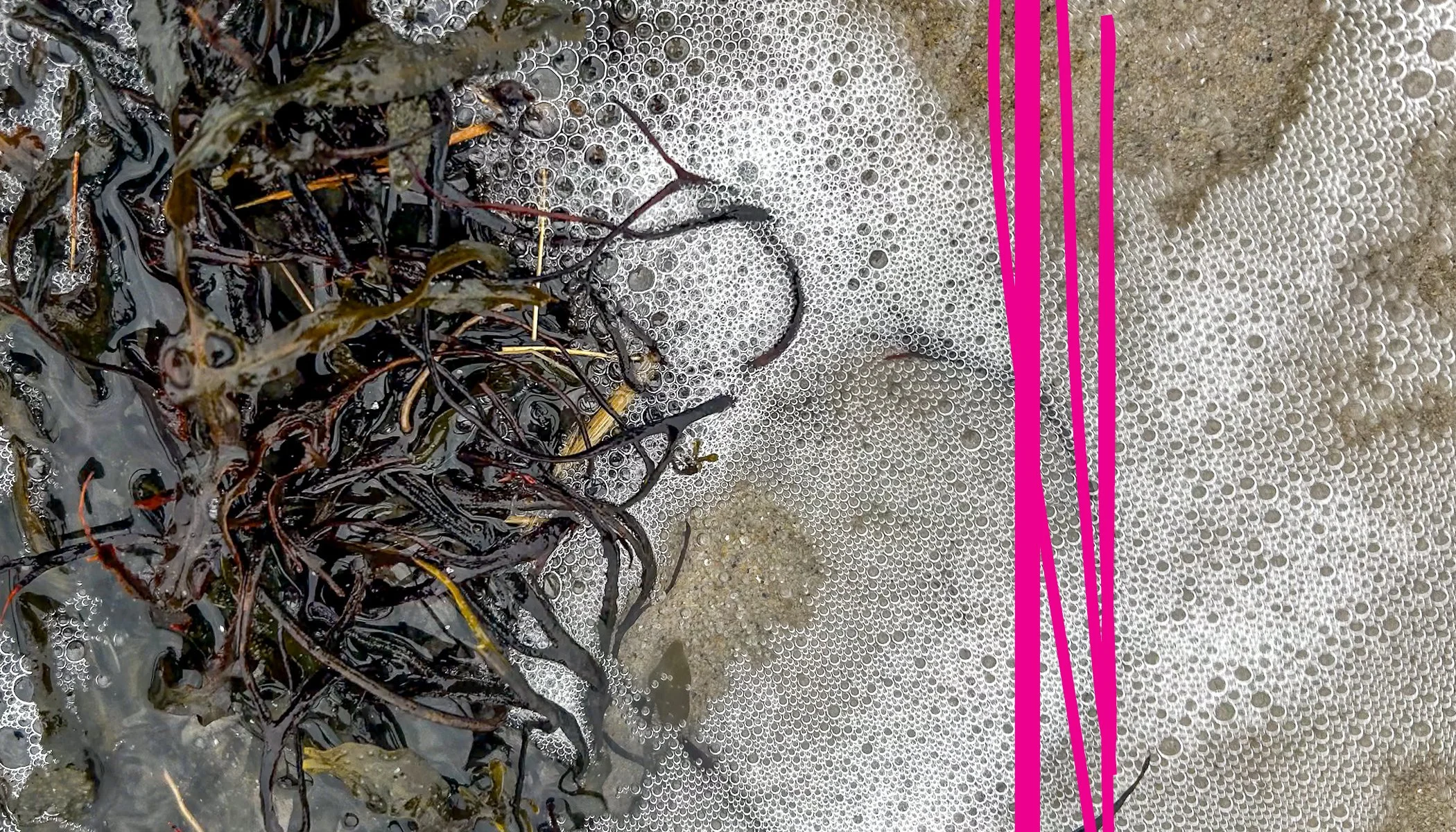 Seaweed_Layouts.jpg