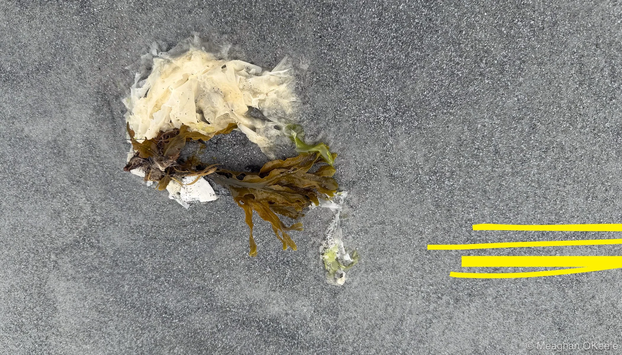 Seaweed_Layouts2.jpg
