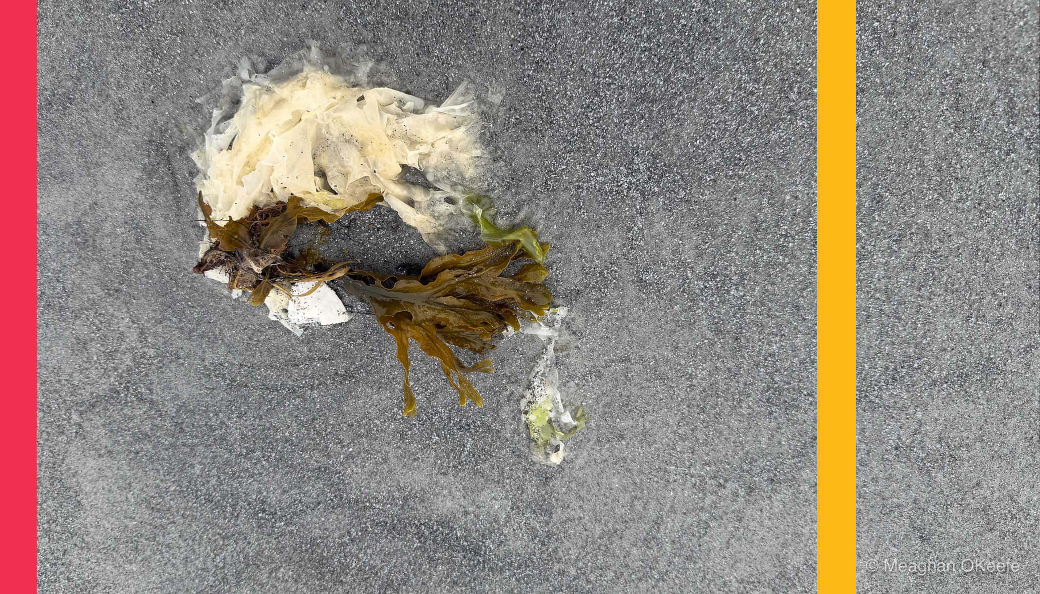 Seaweed_Layouts_v22.png