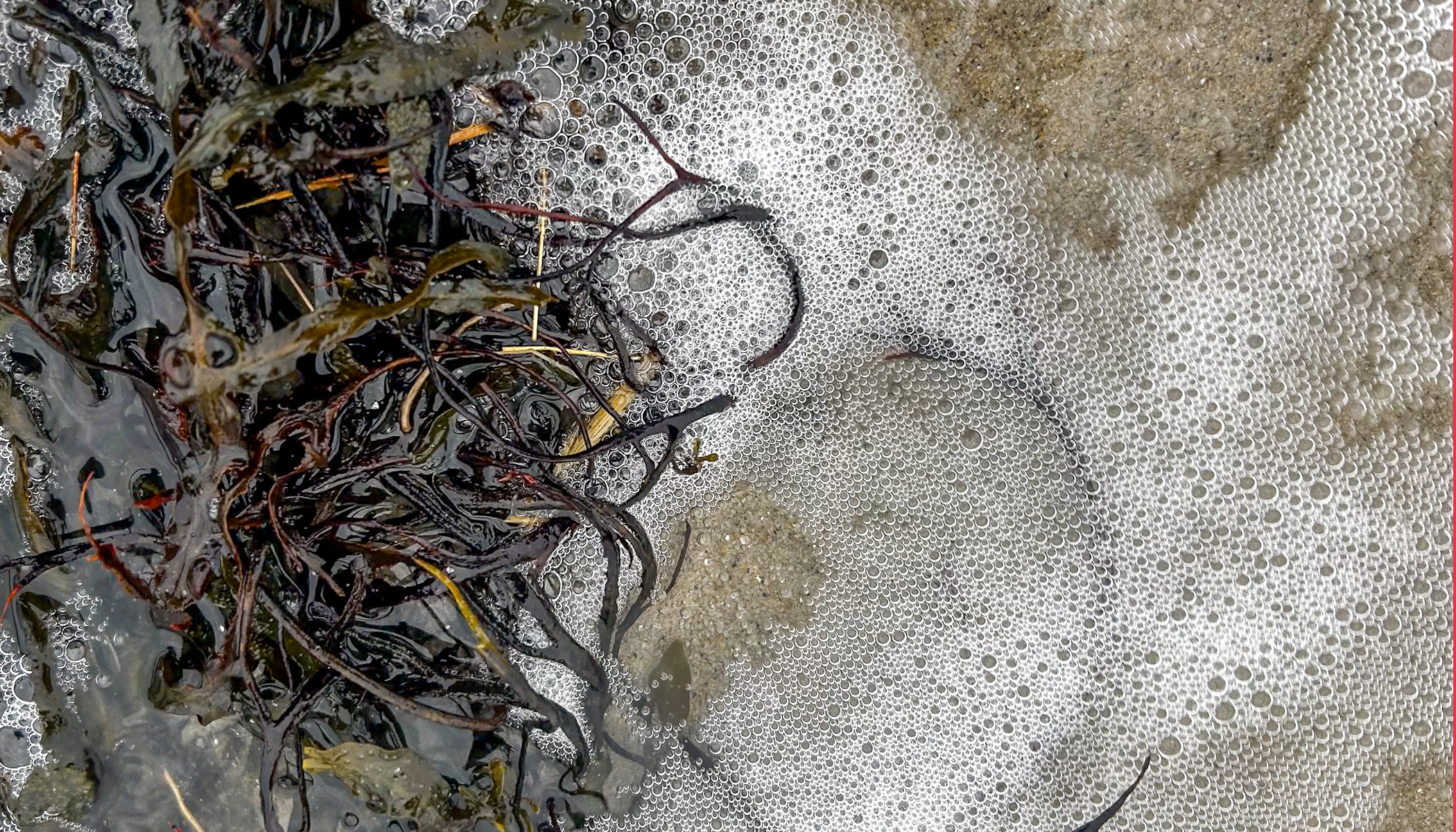 Seaweed_Layouts_v2.png