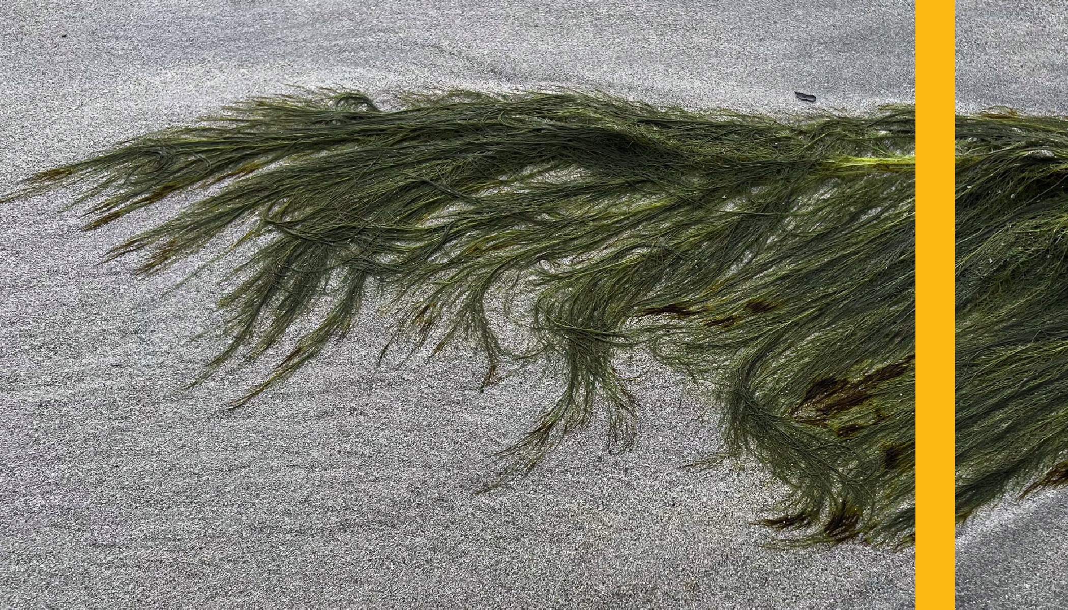 Seaweed_Layouts_v24.png
