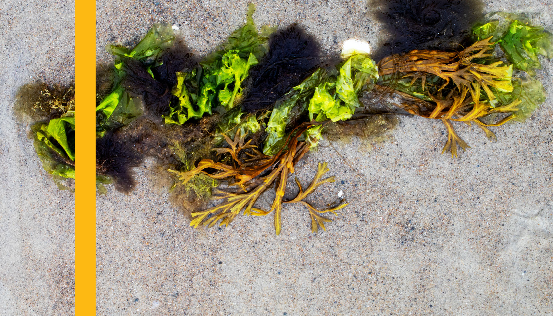 Seaweed_Layouts_v26.png