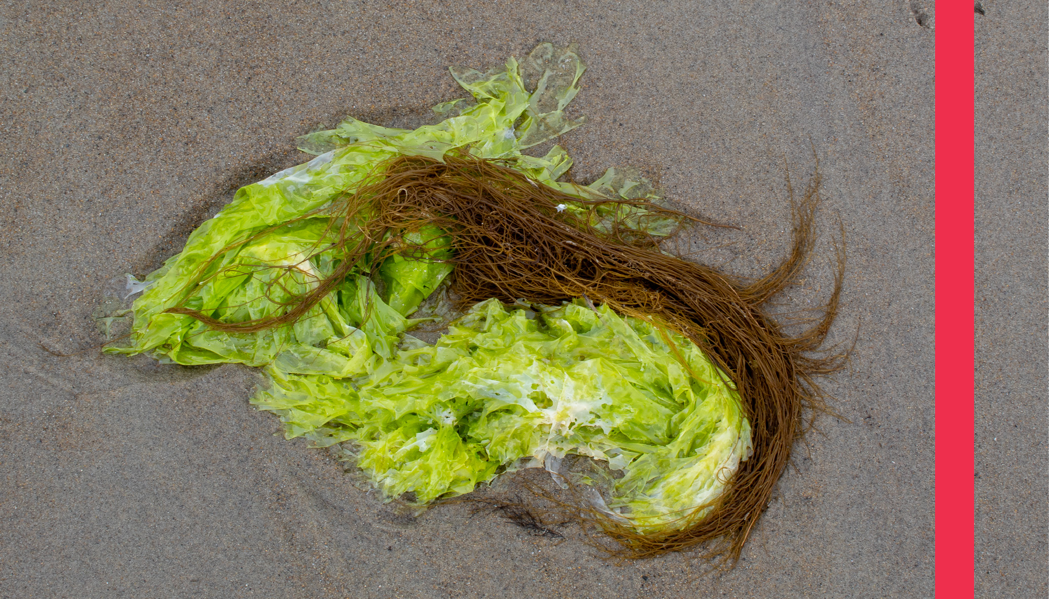 Seaweed_Layouts_v27.png