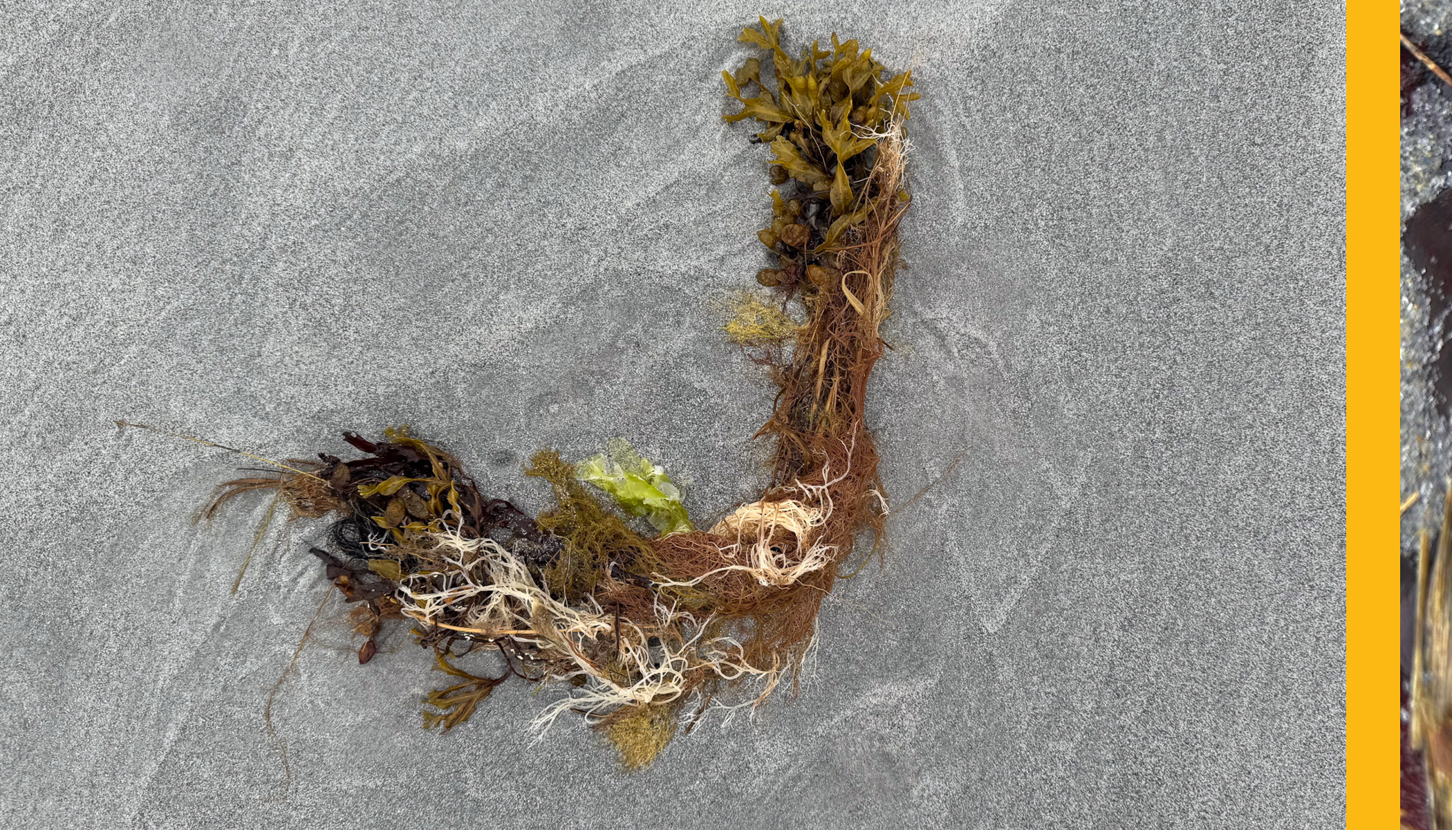 Seaweed_Layouts_v28.png